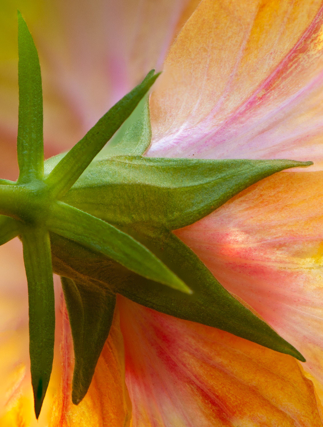 Carleton University Greenhouse, Ottawa, Ontario; RA Photo Club Outing; January 2012