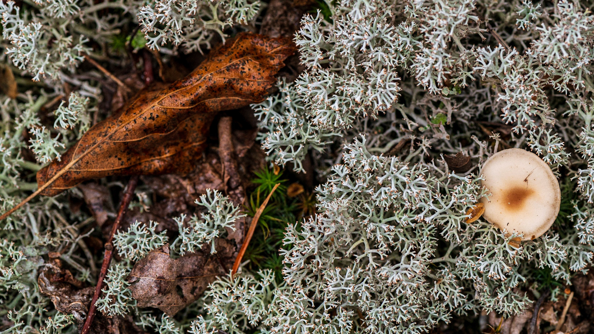 Arguably this photograph could be split into two, but I think this composition also works, where the eye travels between the mushroom and the leaf, and the line formed by the leaf contrasts with the circle of the mushroom.