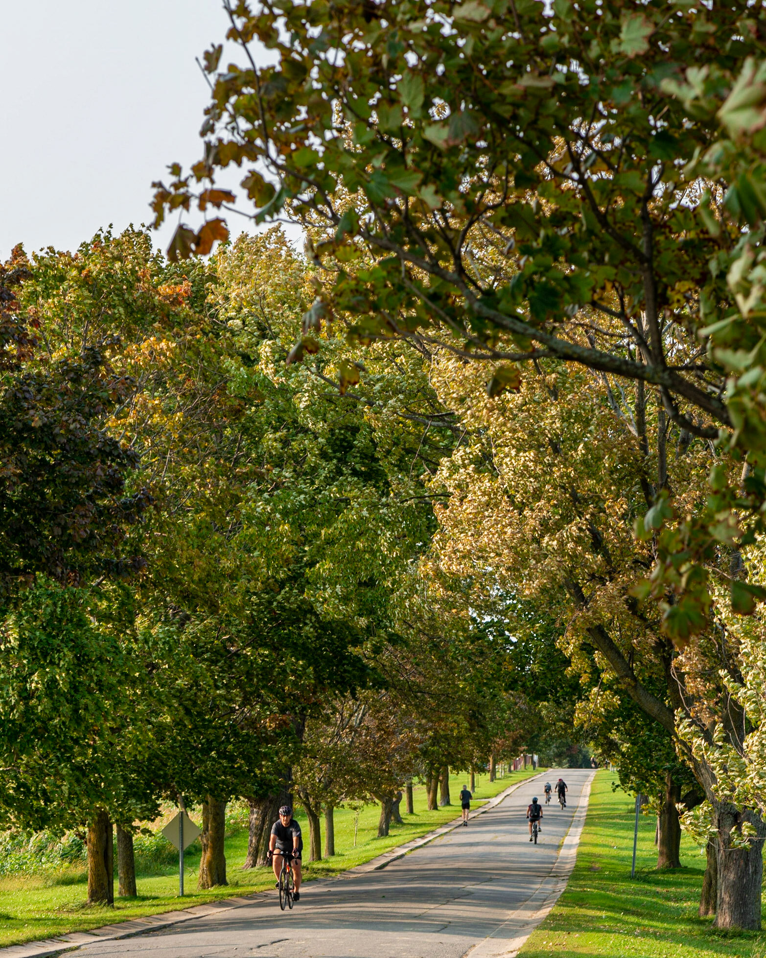 The Experimental Farm serves recreation as well as its agricultural research goals. This is one of the roadways traversing the farm.