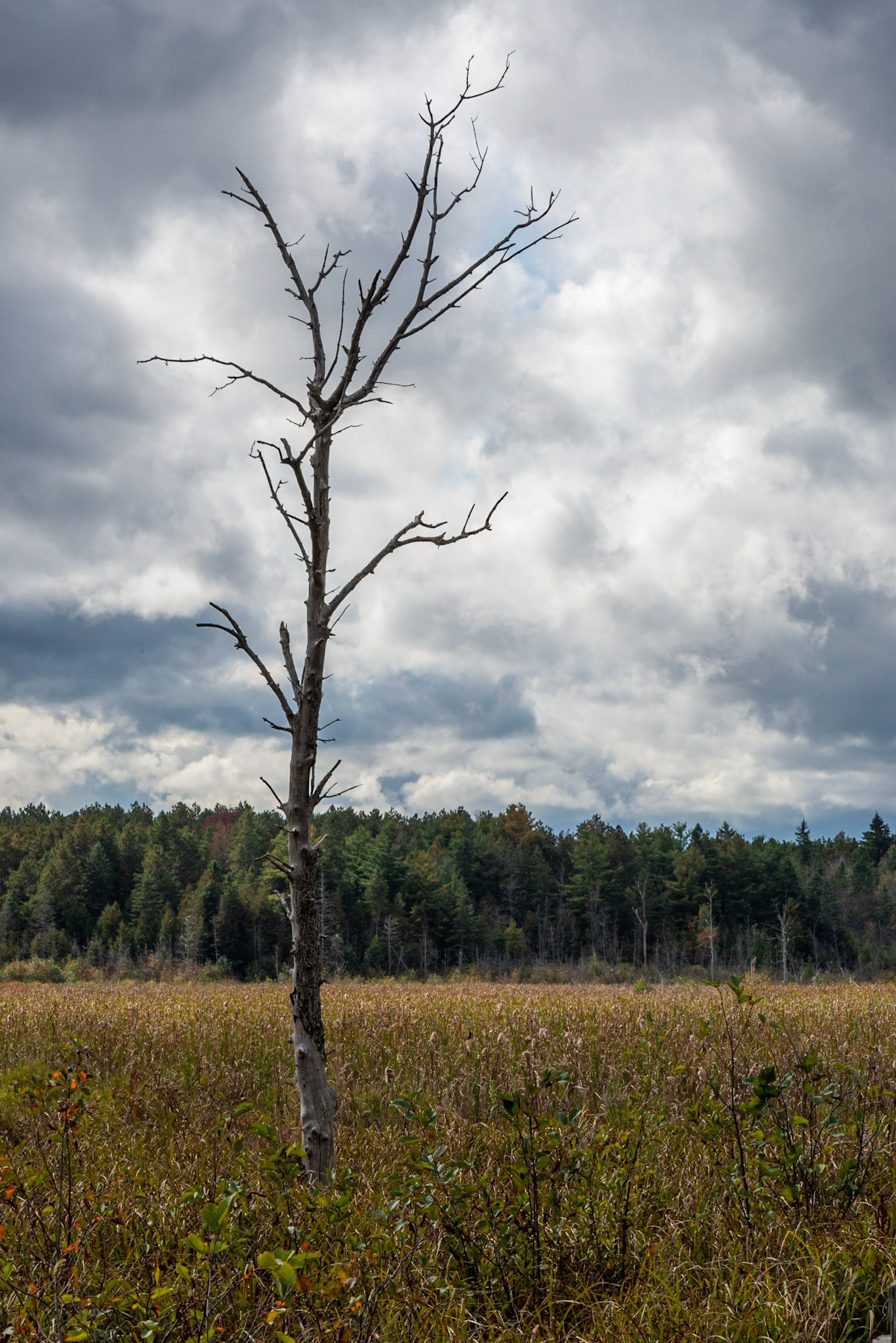 I love this tree! I've shot it on almost every visit, in every season. On this visit, I had the chance to frame it with dramatic clouds in the background.