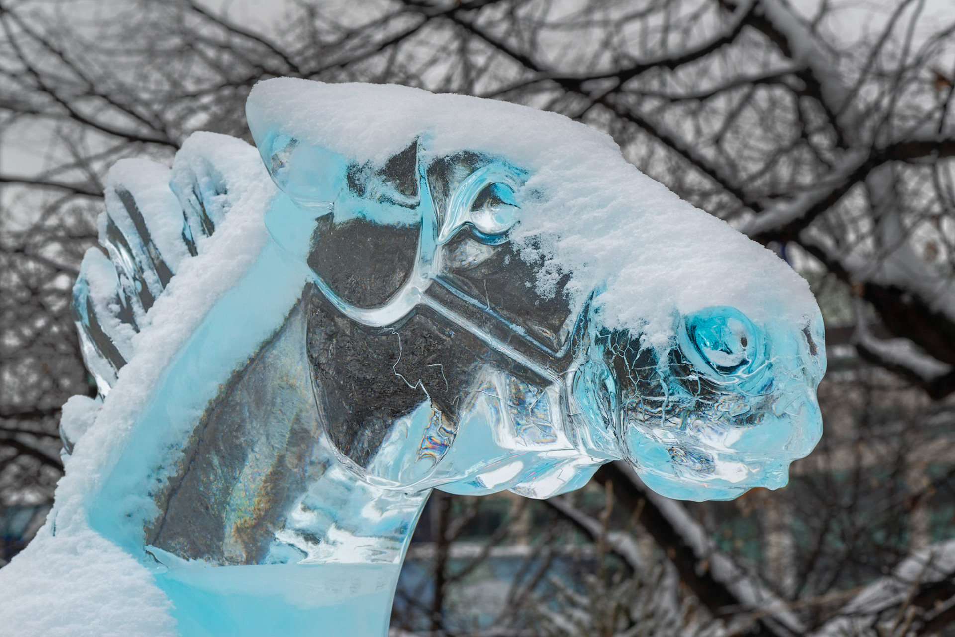The horse sculpture was quite large, but I was most interested in the head and its beautiful blue colour.