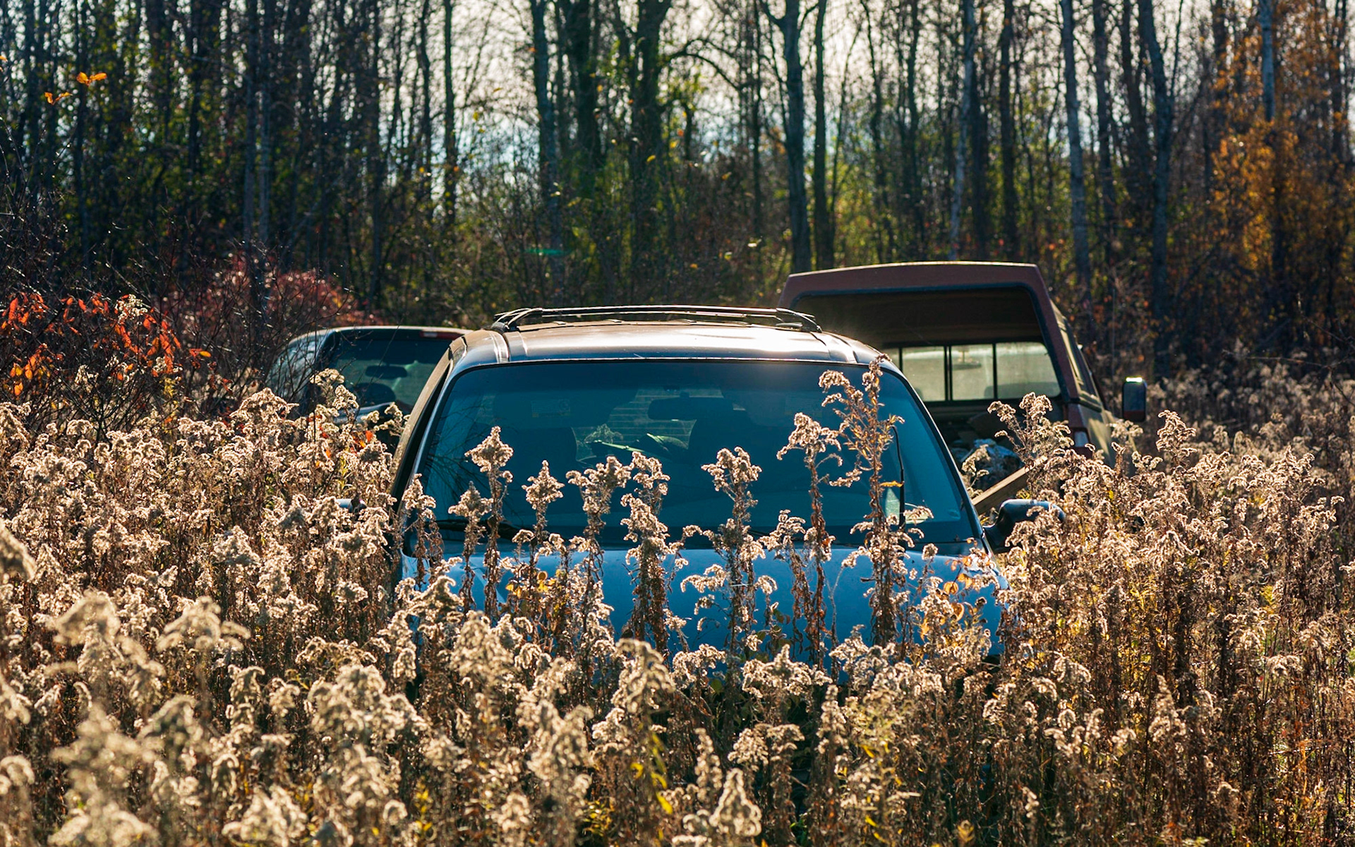 This shot was taken late in the day with wonderful backlighting illuminating the overgrown foliage. I took many such shots but particularly like the contrast of the blue car amongst the golden plants in this shot.
