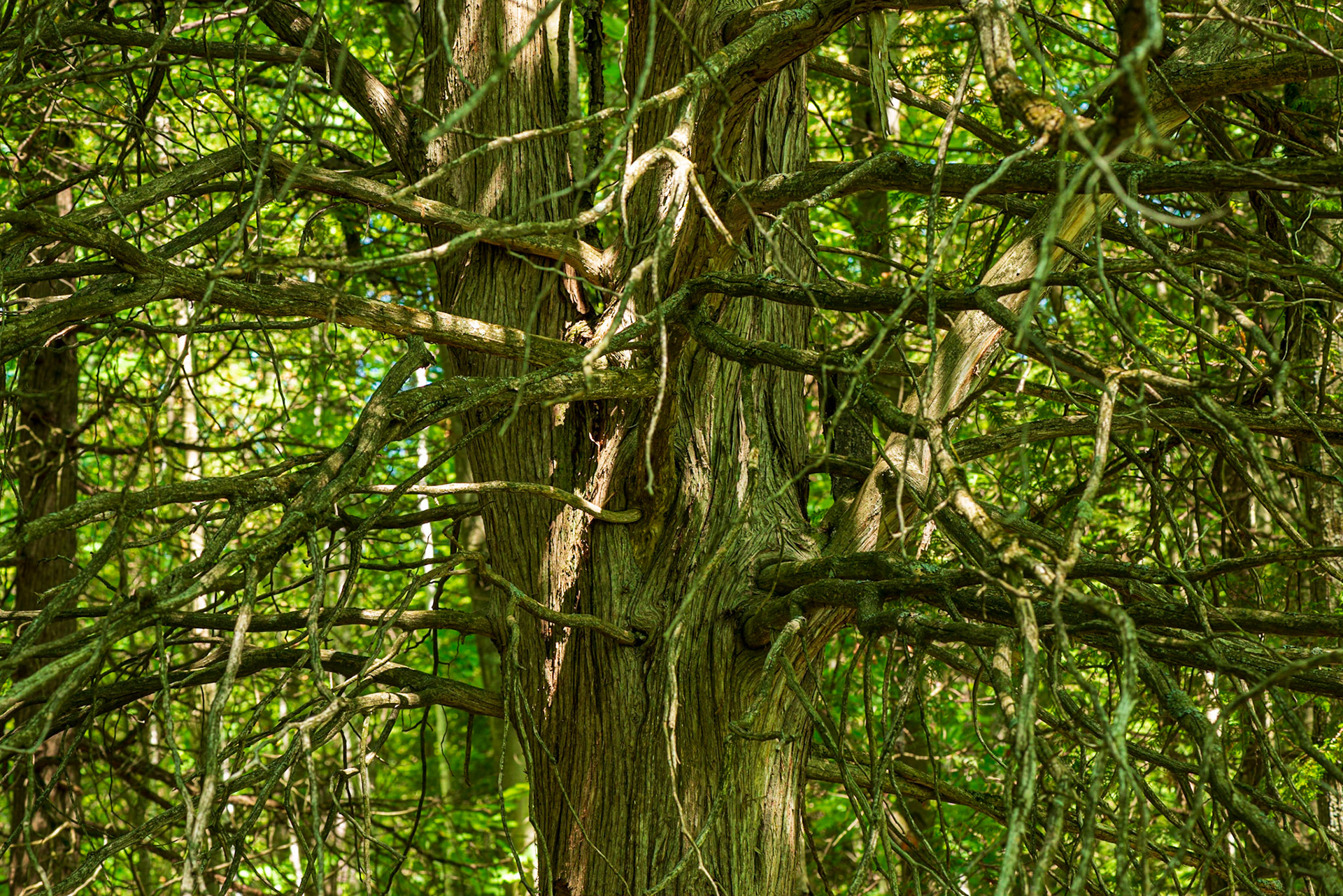 I took a side path to a lookout but didn’t find much of interest. But on the way back I noticed this tree with a profusion of branches that I found quite appealing.