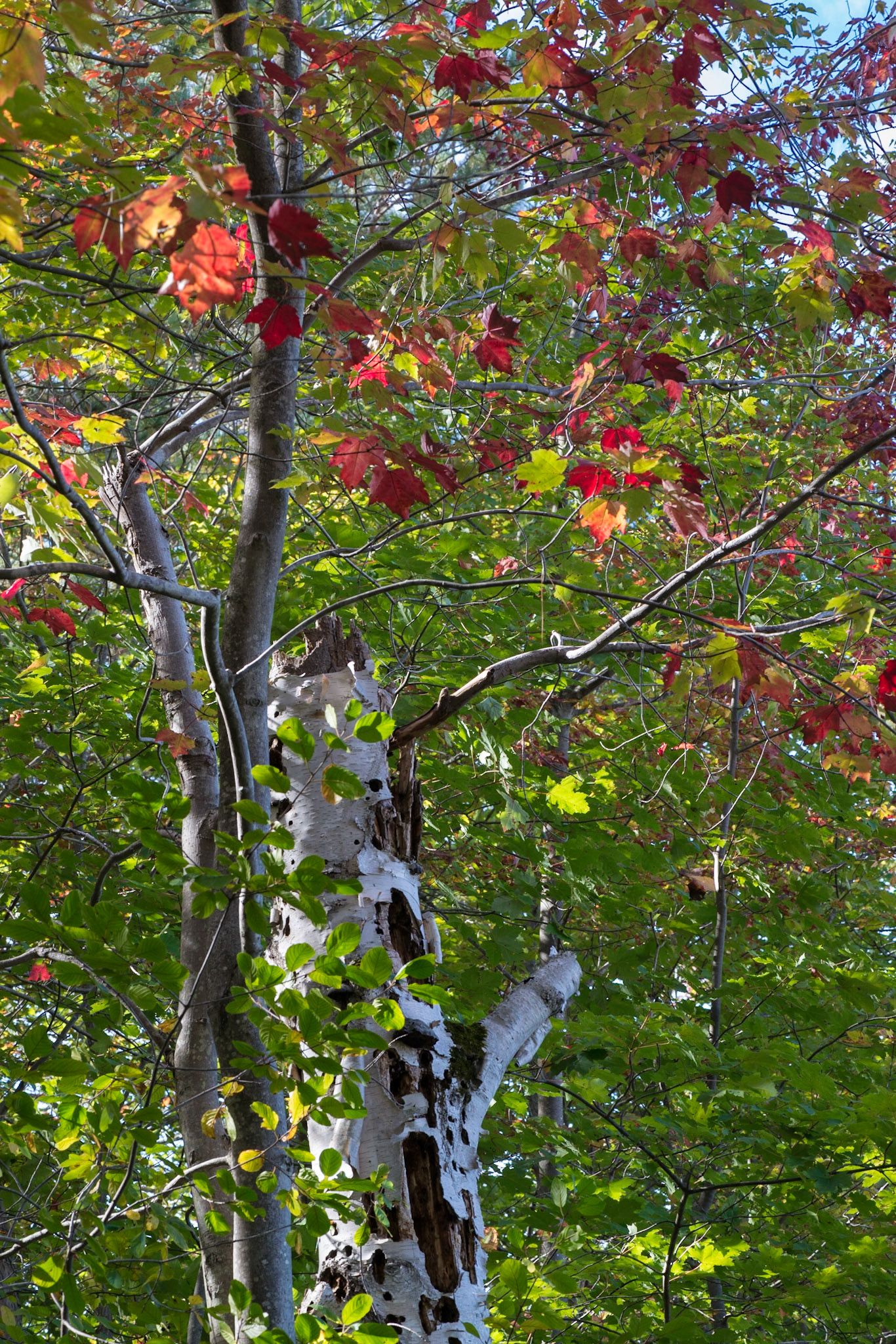 This composition combines red, green and blue elements balanced with the trunk of a birch tree