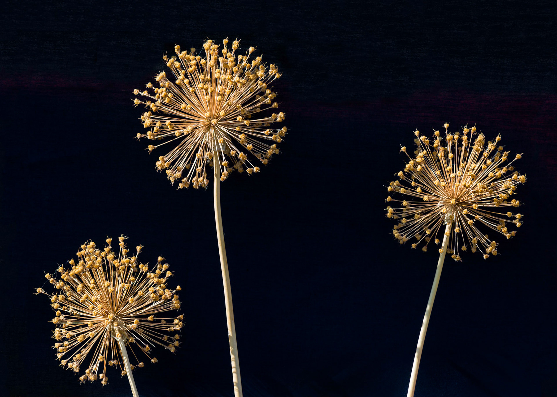This is a tiny element of a floral display that had been placed in front of a dark cloth background. I ignored the rest of the display but saw this shot immediately.