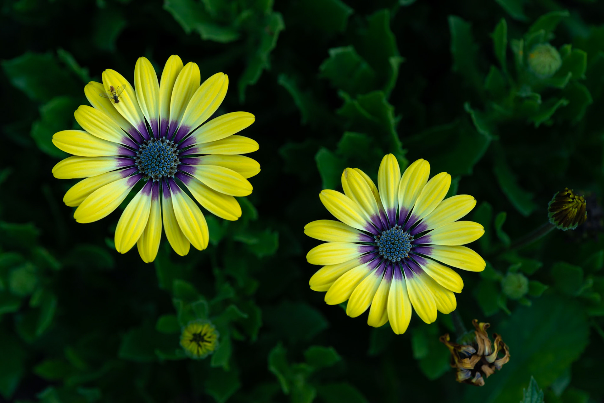 Beautiful diffused light and rich colour contrasts drew me to this shot. I included the surrounding buds for extra interest. The presence of the fly was pure luck.