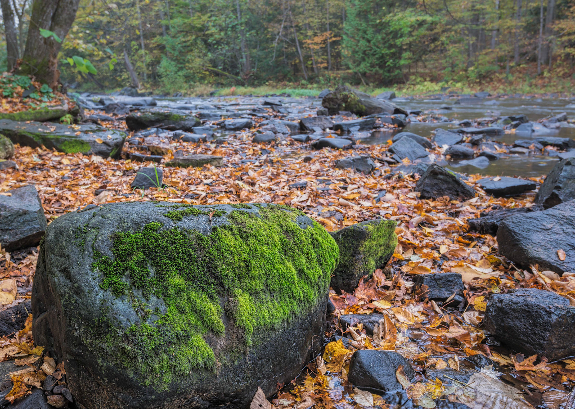 This shot is all about circles - the rock, the arc of its surrounding leaves, and then the arc of the river.