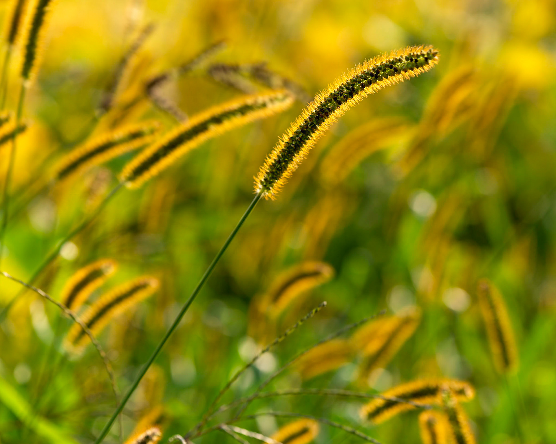 When I saw how these stems were lit, I immediately dropped to my knees to get a good angle and started shooting.