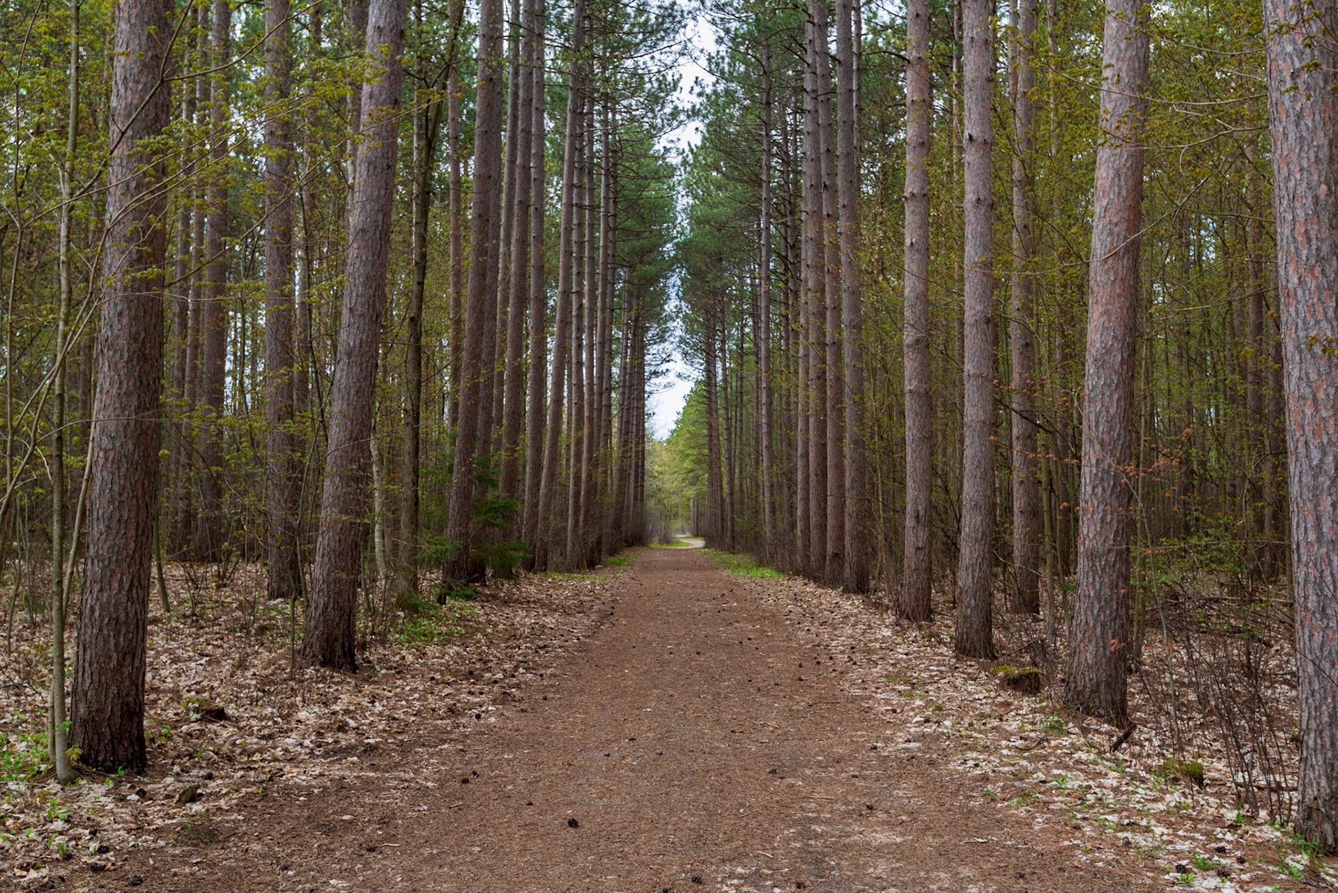 This is the main Chalet Loop trail taken from the entrance gate. This area was originally a tree plantation, which is why the mature trees appear in evenly spaced rows.