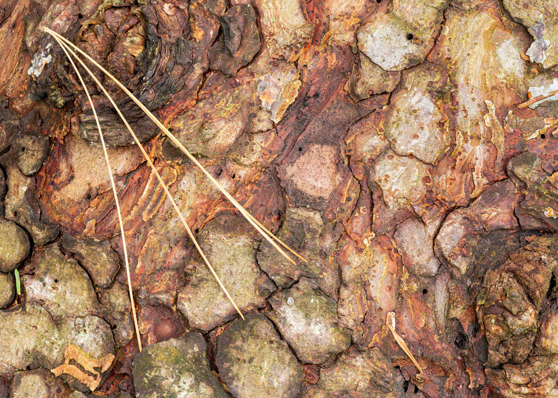 Close-up of a fallen tree. I was attracted to the bold colours and pattern in the bark. The pine needles add a point of interest.