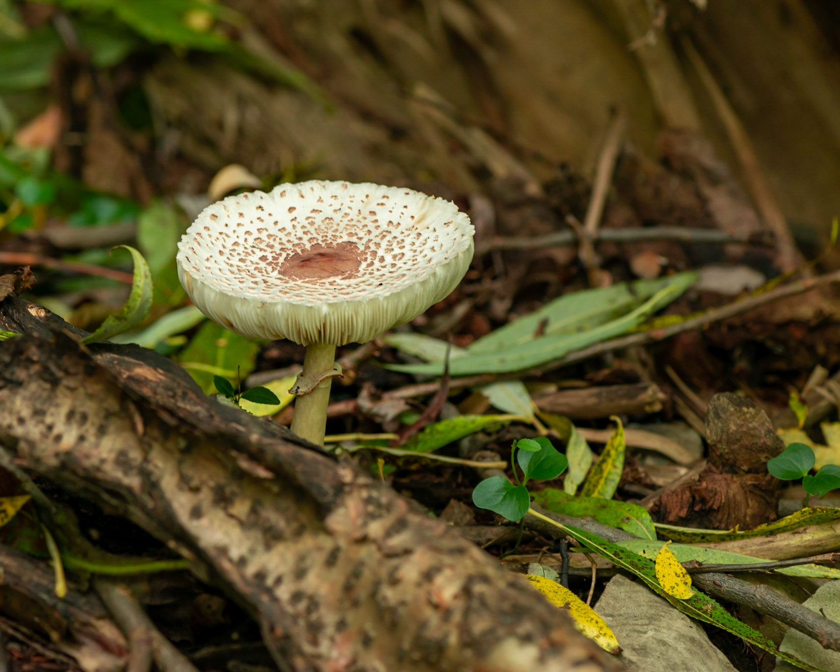 As we were leaving Mud Lake we nearly walked past this magnificent mushroom.