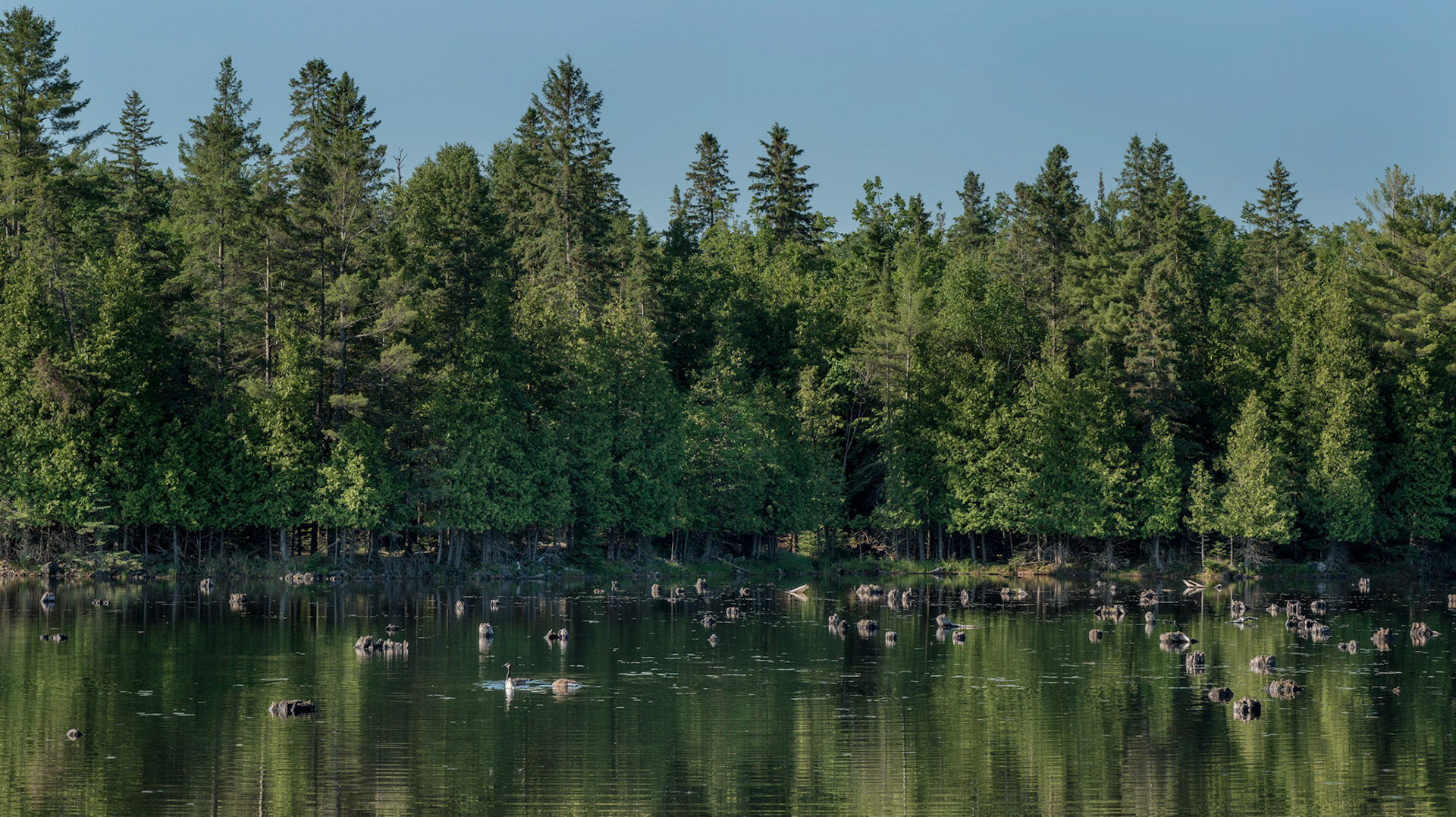 A causeway runs along the southern edge of the conservation area and crosses a bay of the Ottawa River. The area is full of old tree stumps.