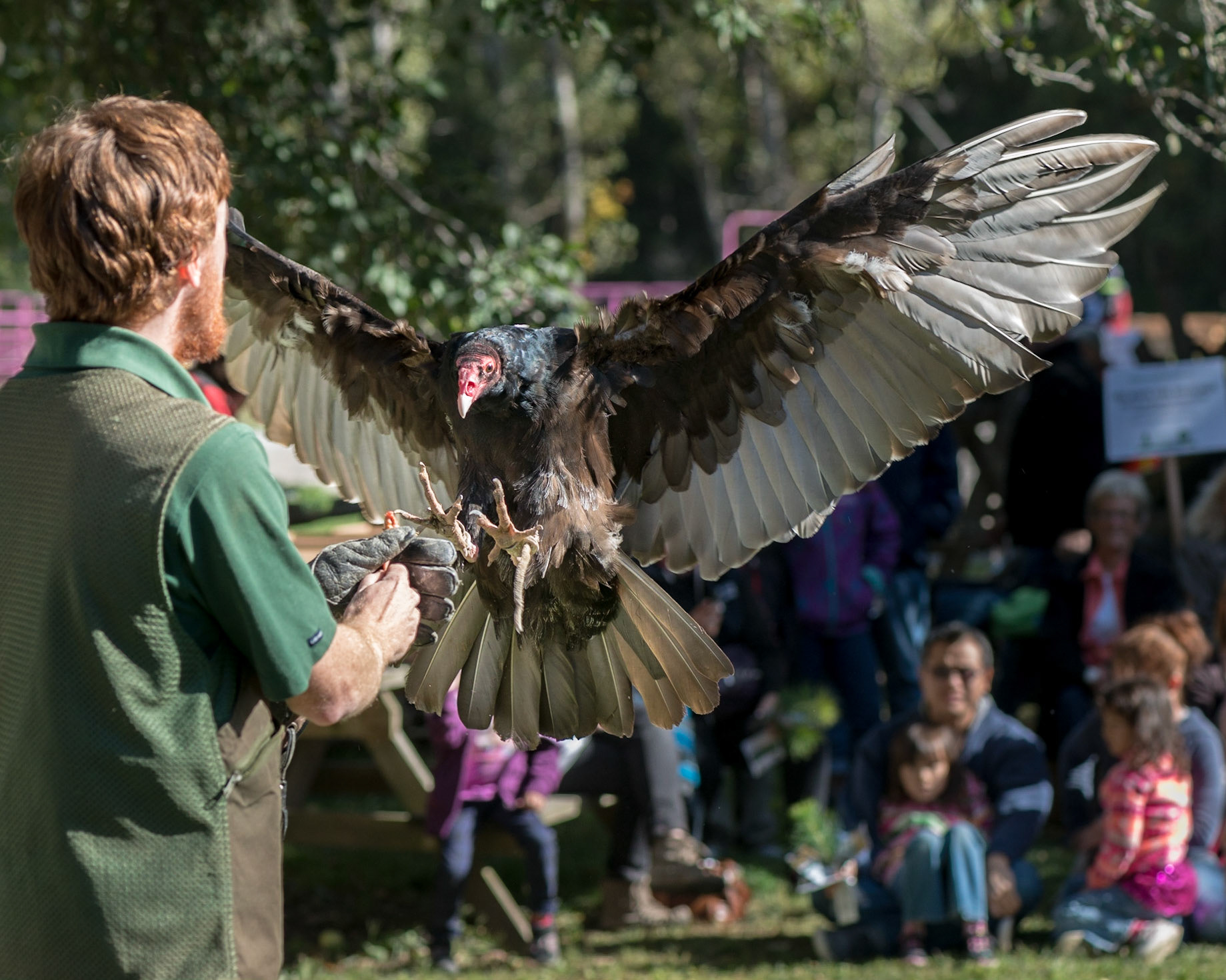 Its very impressive to see raptors fly and demonstrate their hunting skills. Here you see a turkey vulture a moment before it captures a tasty treat