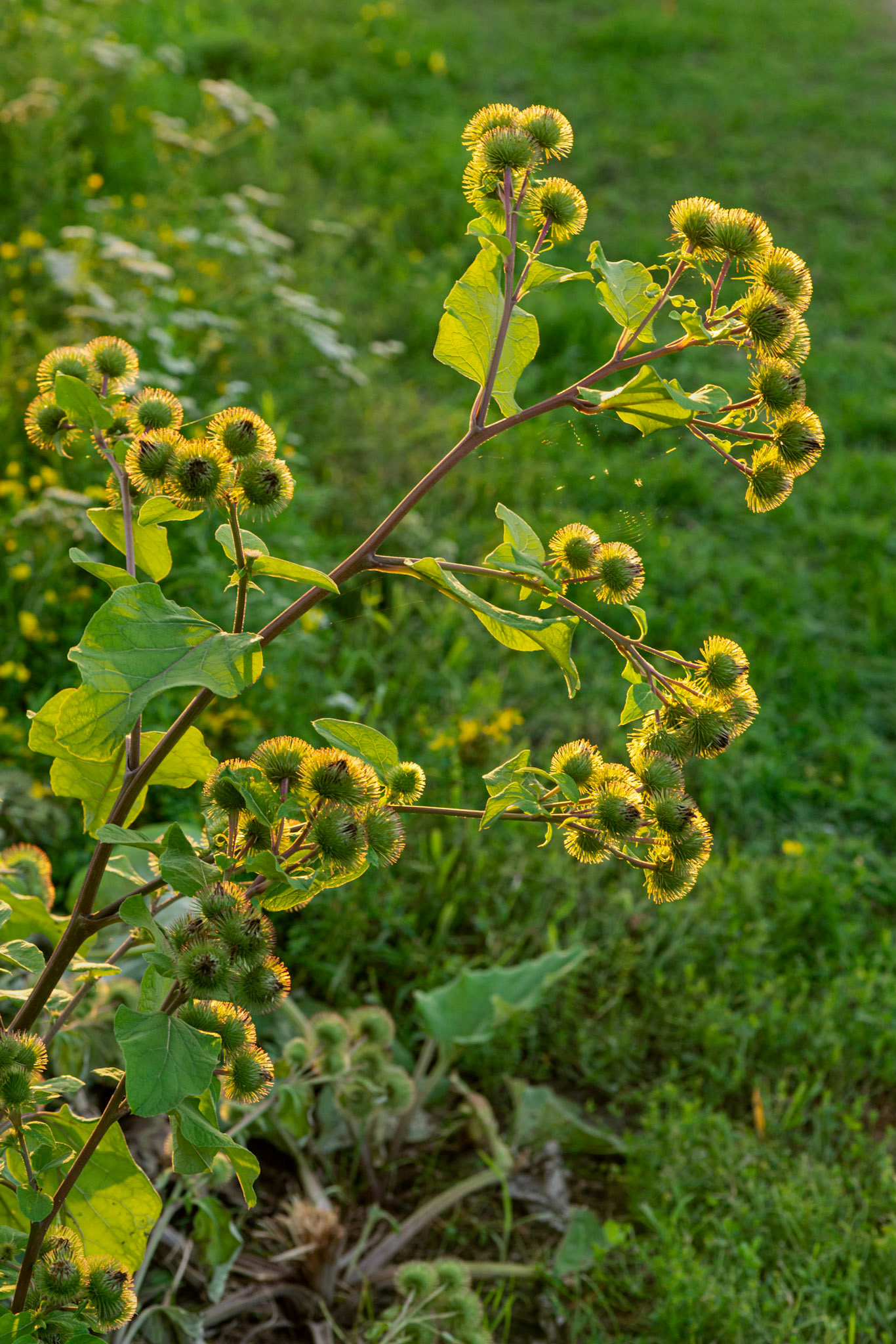 I'm drawn to backlighting for the etherial glow it gives to subjects, as in the case of these thistles. The trick is to find an angle where the background is not distracting.