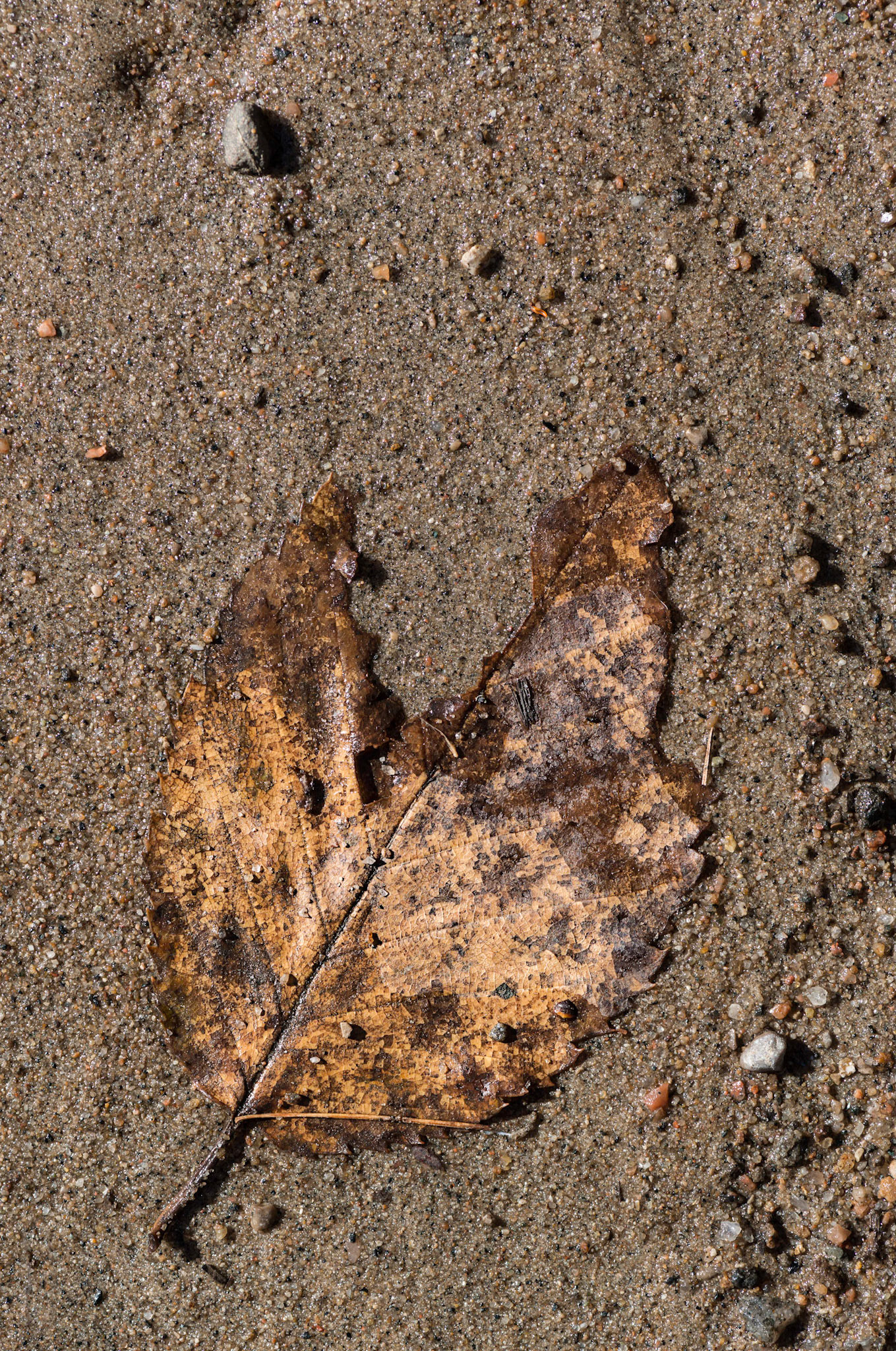 I try to make a point of looking everywhere, including down, when on a nature walk. I enjoy the textures in this photo.