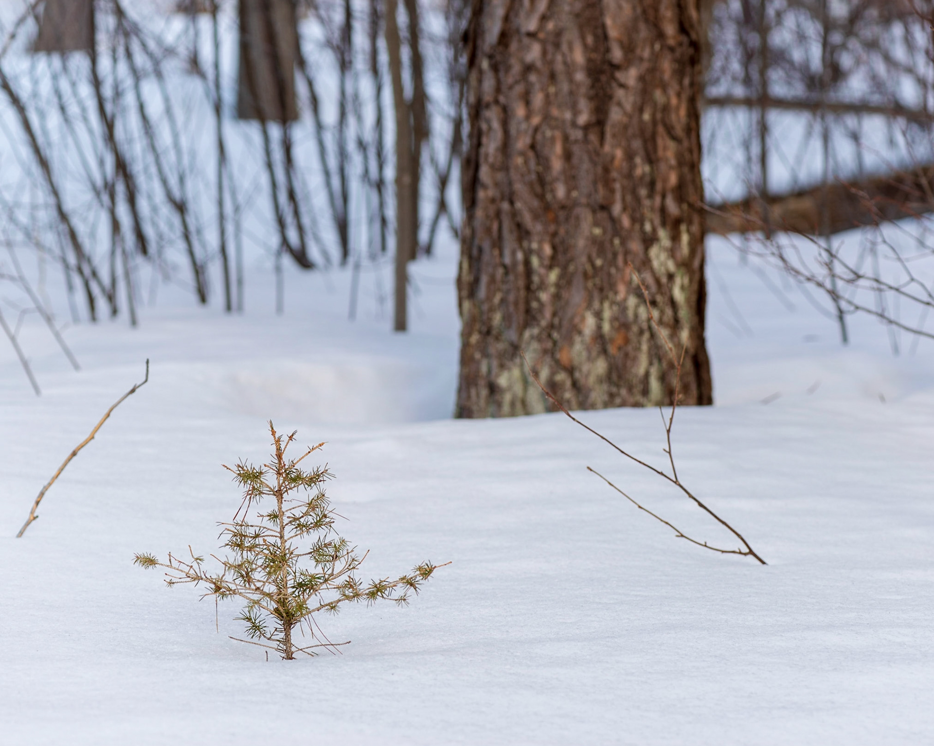 I often need to get on my knees or belly to frame the shot I want. The story here is to contrast the young tree with the mature tree that it may one day become.