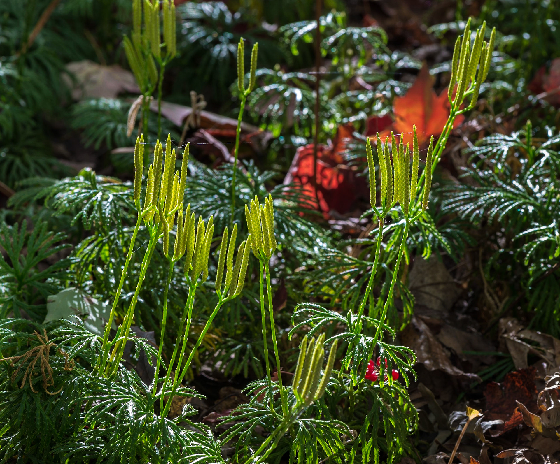I love backlighting and rich, saturated colours. These little guys were only a few inches tall and lit by the soft morning light.