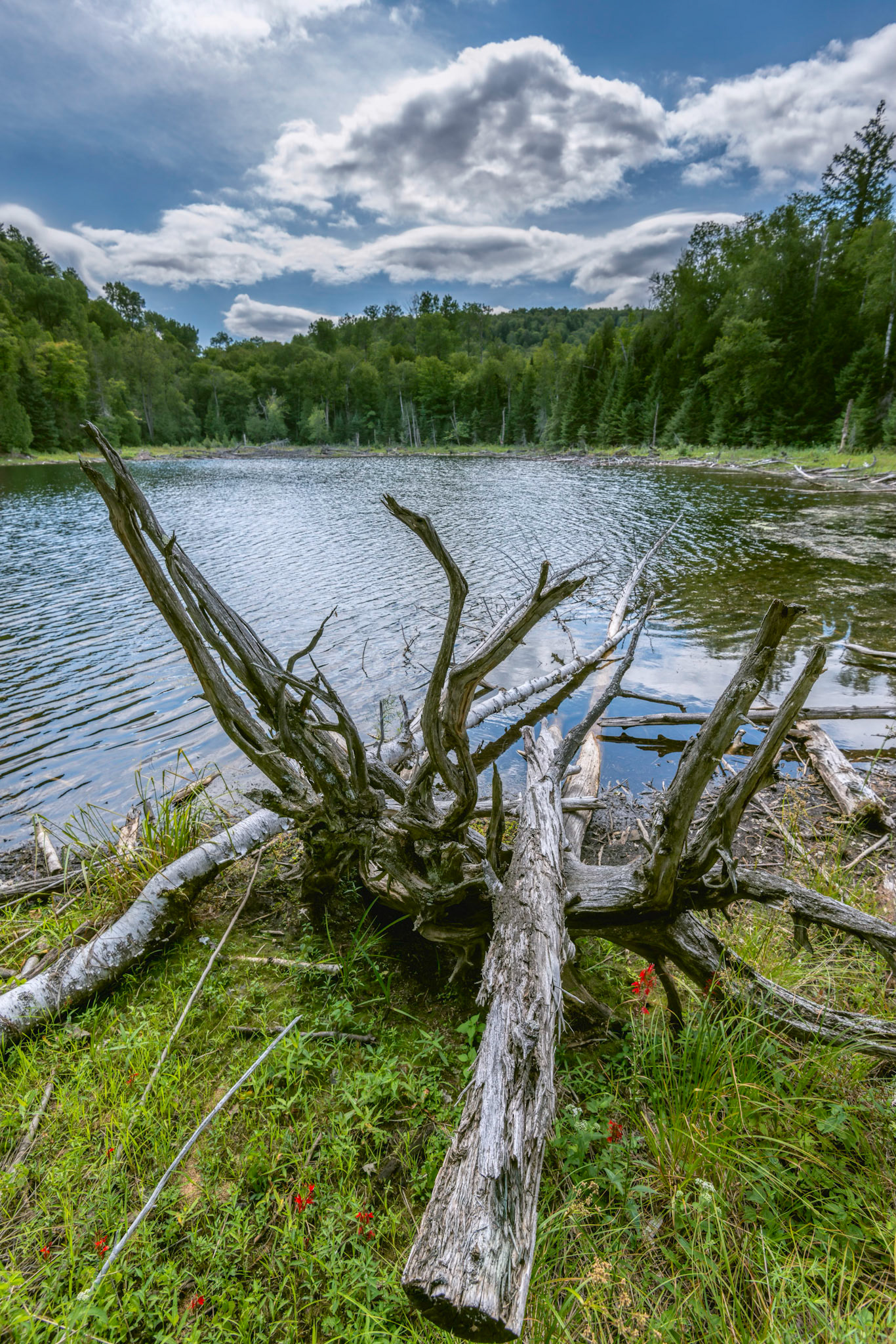 This driftwood next to a lake called out for a wide angle shot to place it into context with the lake and clouds.