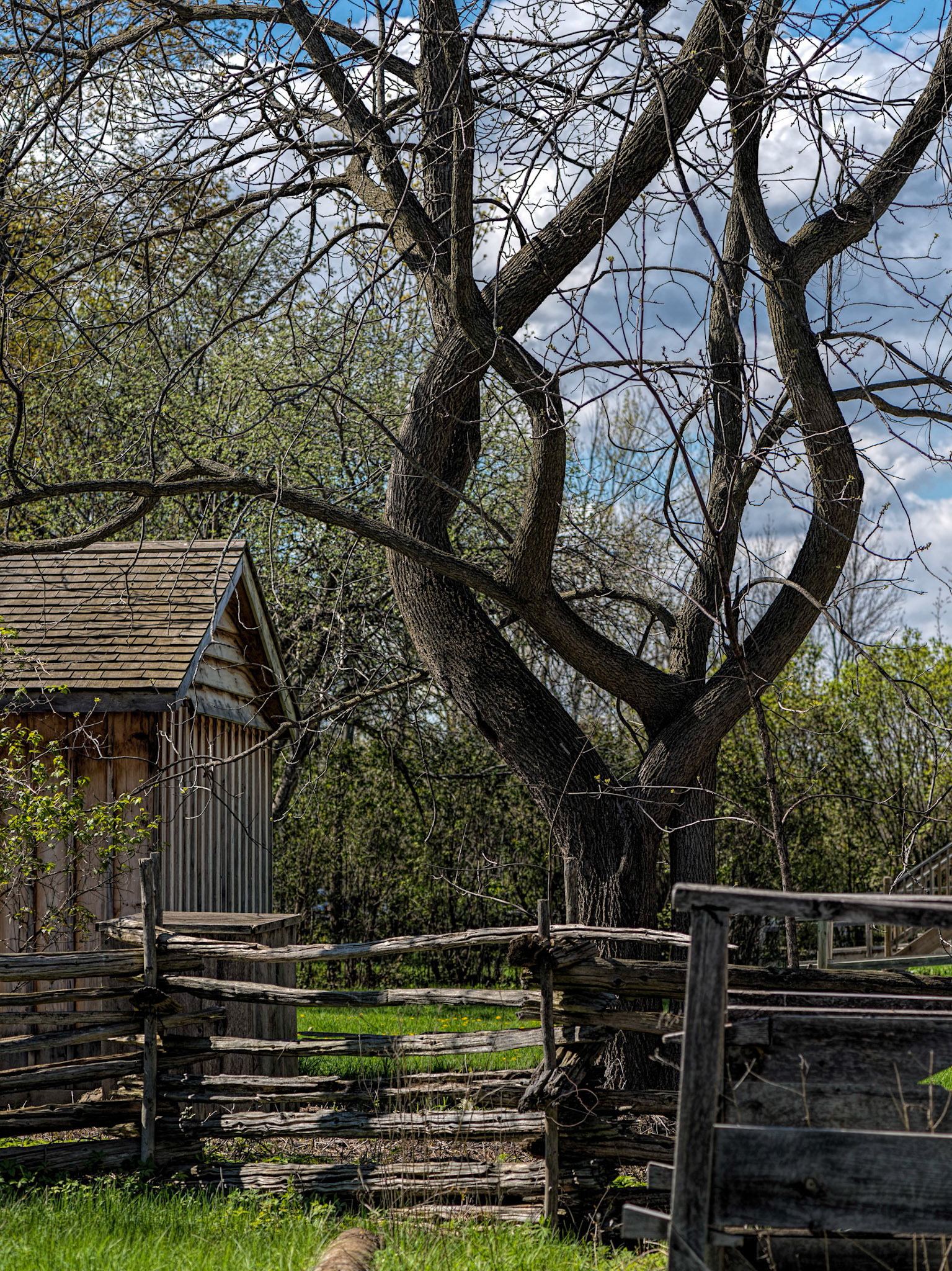 As my friend and I were walking by, my eye was immediately drawn to the unusual shape of this tree.