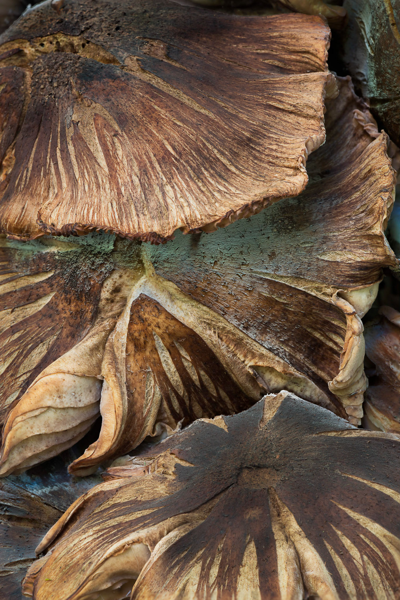 Several shots needed to be stitched together to maintain focus across these three mushrooms.