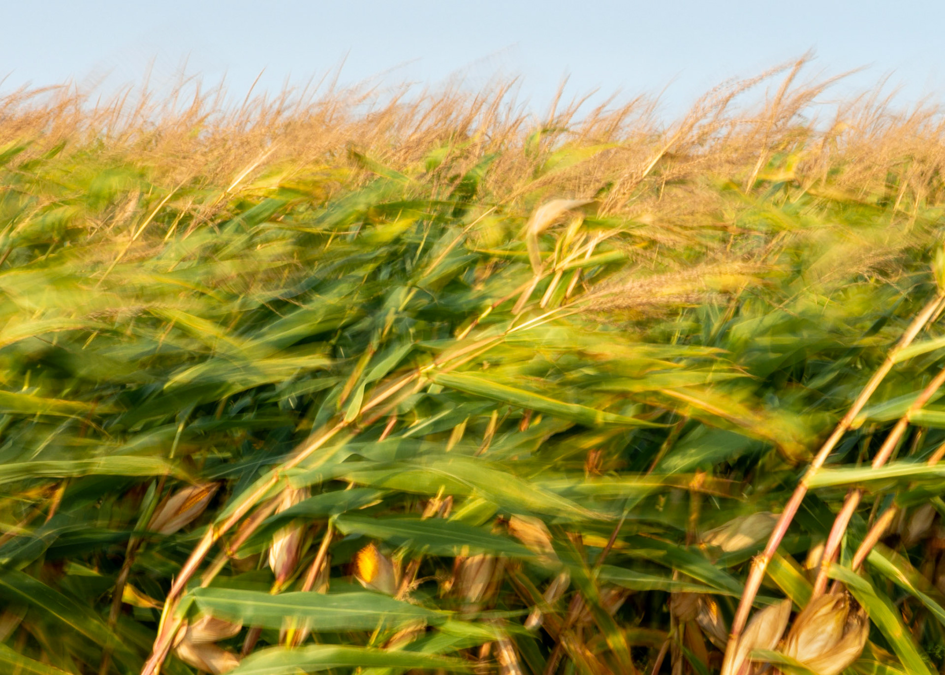 Did I mention that it was windy? This shot is all about the energy of the wind.