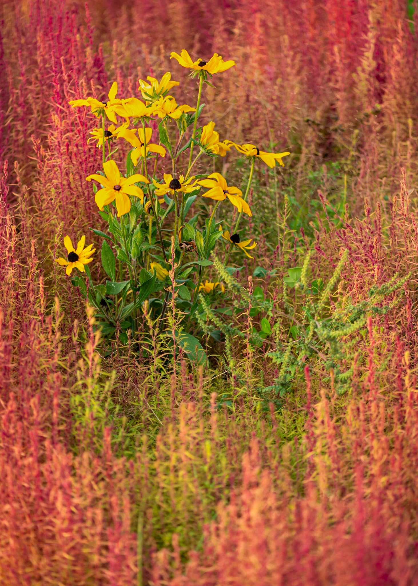 A small part of an ornamental garden.