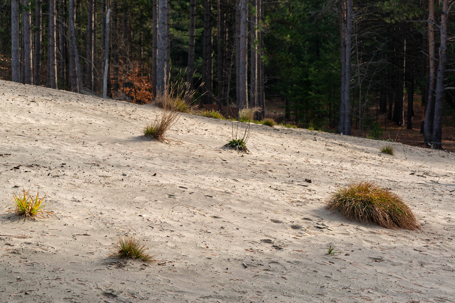 Site 2. A view of the dune and surrounding forest.