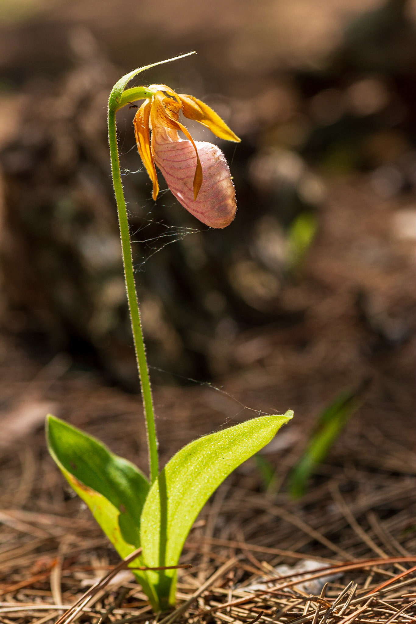 After much searching, we did find a few remaining orchids. Here is one, a bit beyond it’s peak, but nicely lit by the sun.