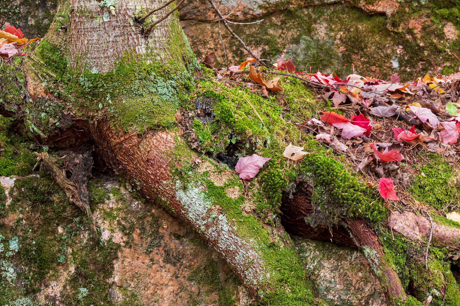 Trees are an ongoing fascination. Here, the roots divide the frame diagonally and a group of fallen leaves to one side add some drama on the opposing diagonal.