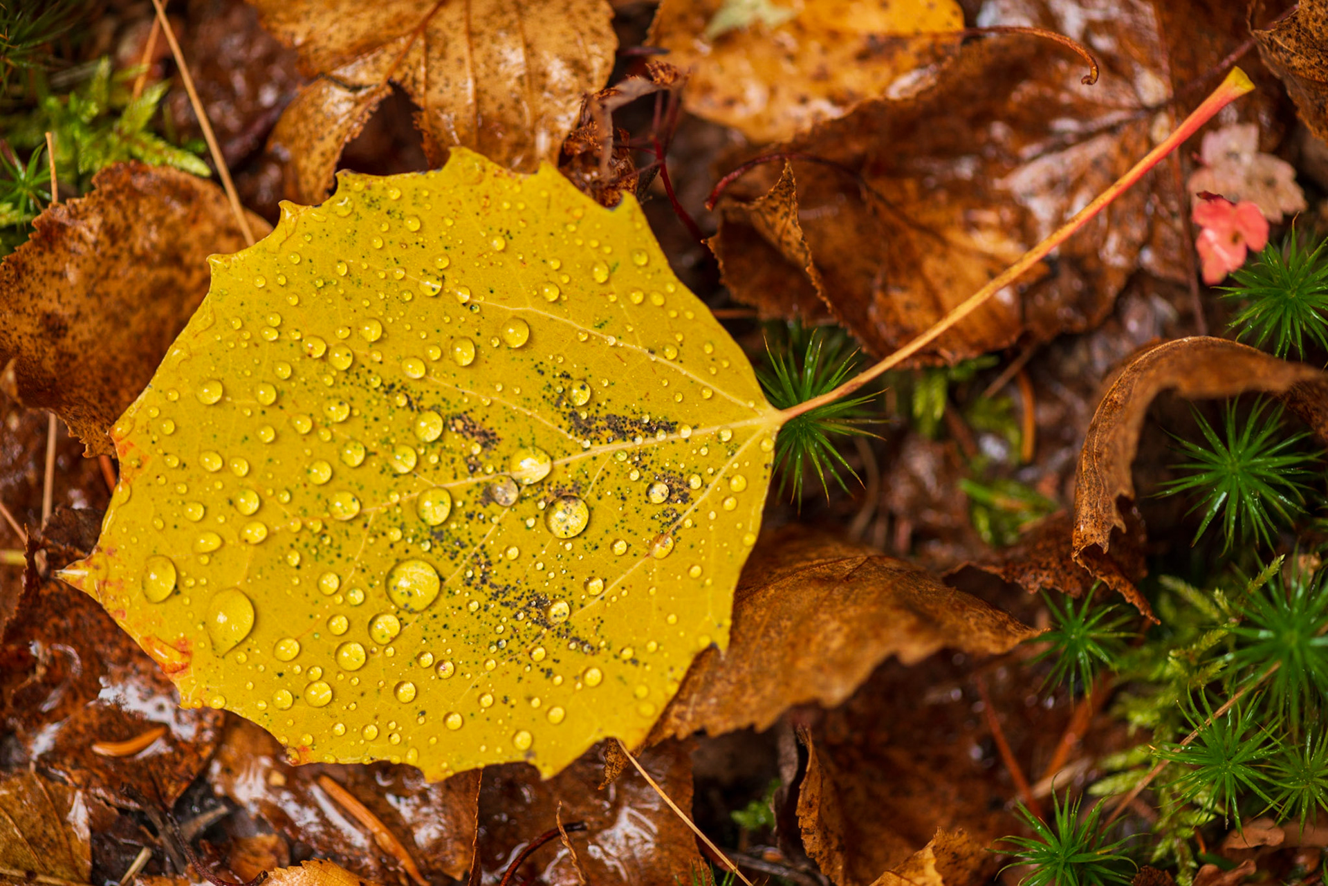 As the rain began to fall, there were many opportunities to capture shots of droplets on fallen leaves. Of the shots I took, I like this one the best, where the stem of the leaf adds to the composition.