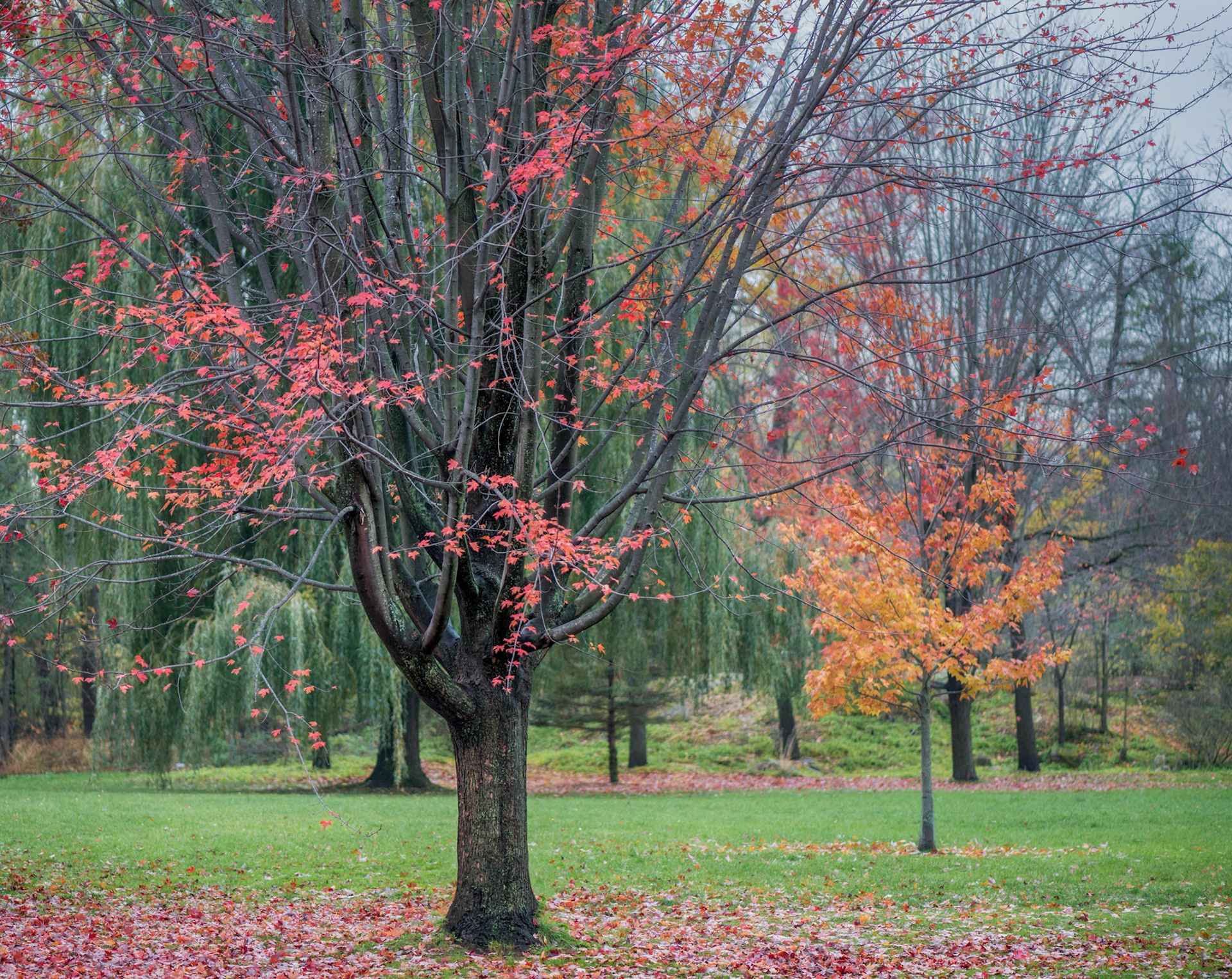 Gorgeous colour and soft lighting combined to make a magical scene in Stewart Park.