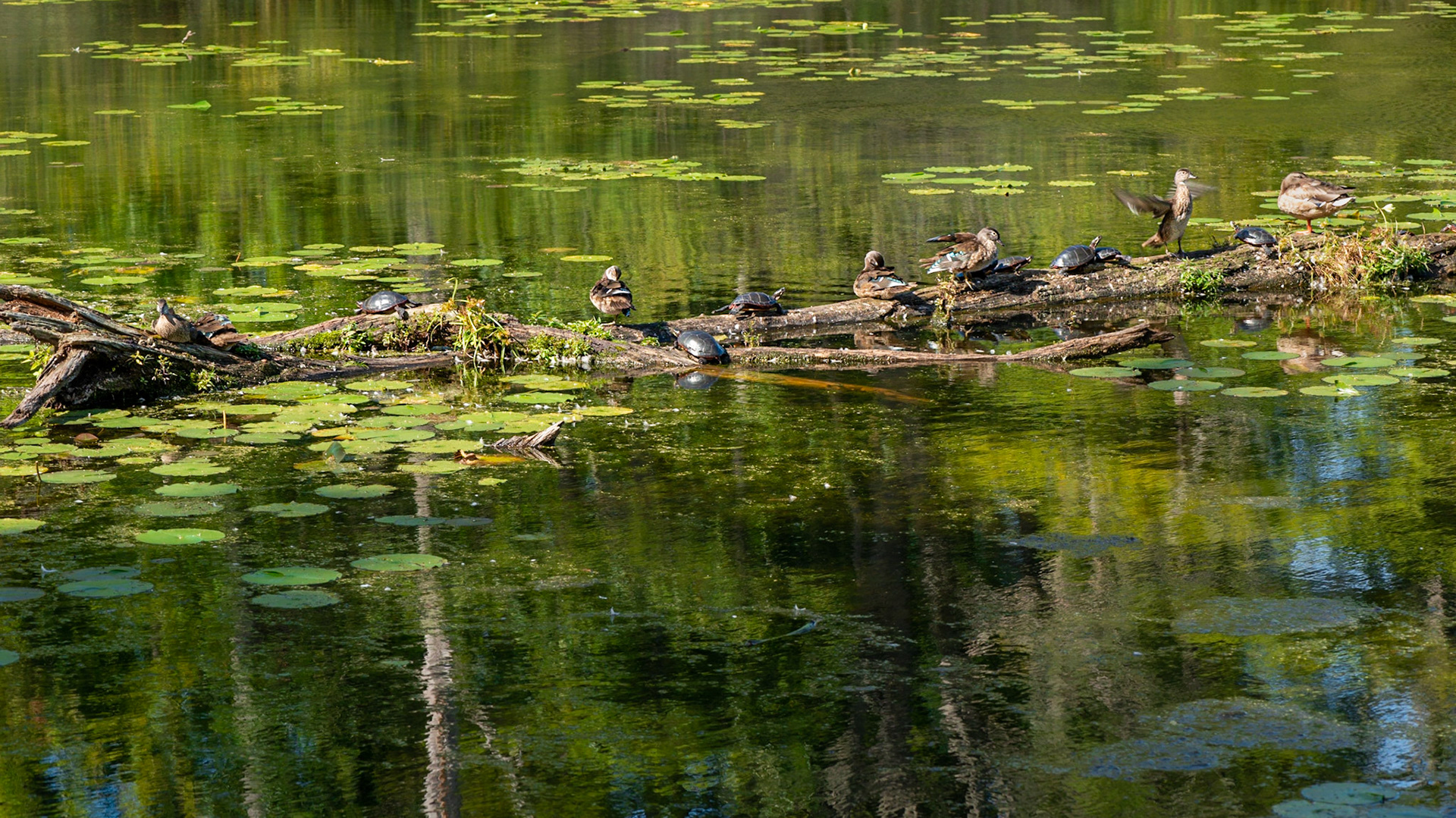 Sharing the log. It was a nice day for sunbathing and everyone seemed to get along.