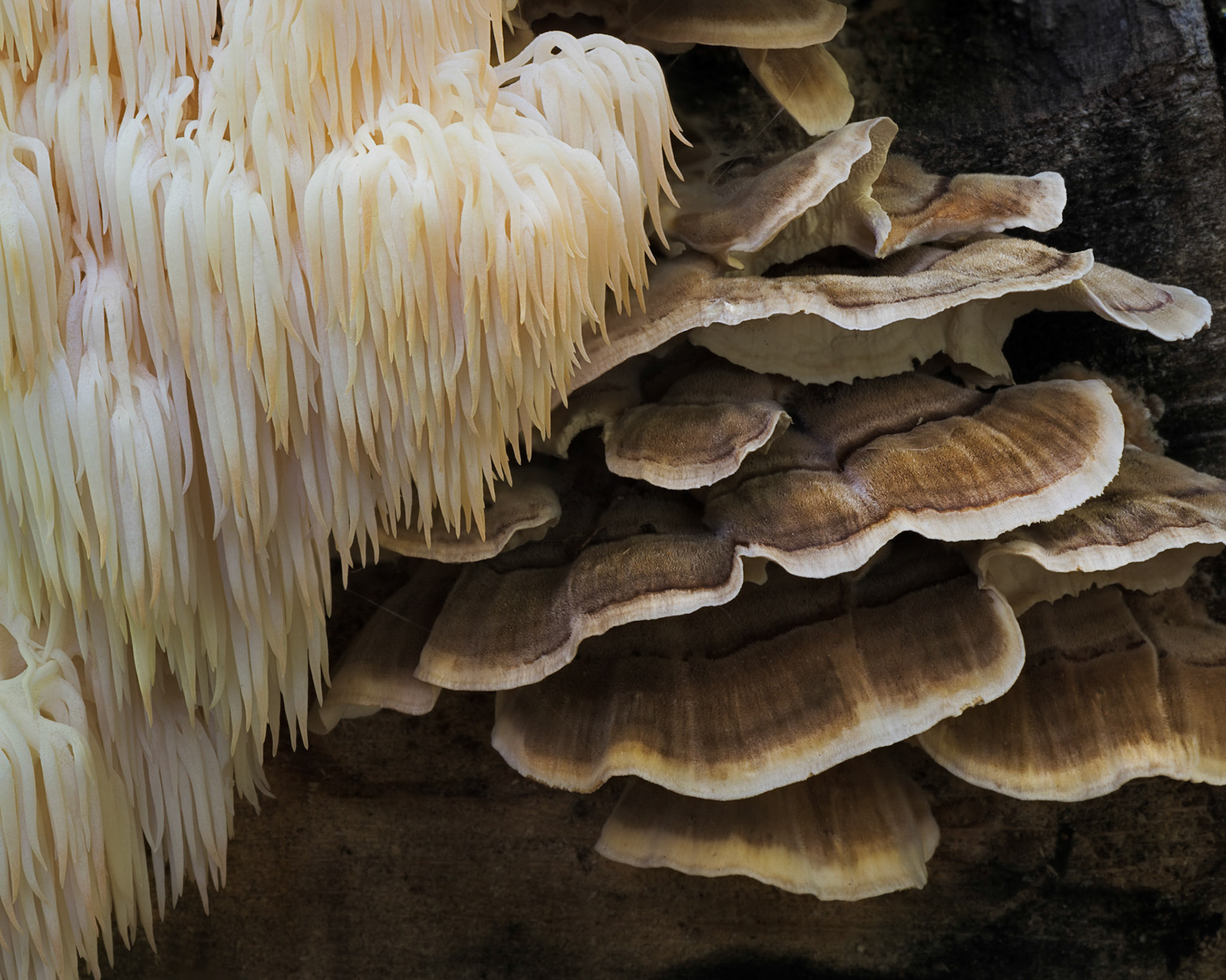 I've never seen so many mushrooms as on this outing. Here we have two varieties competing for the same dead tree.