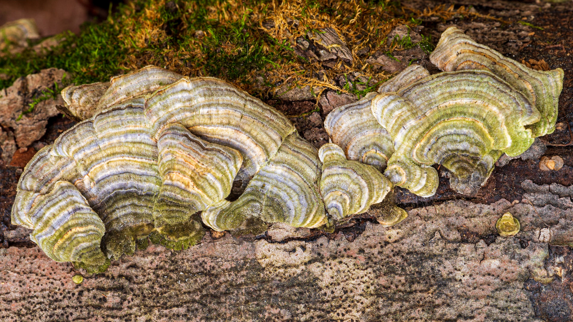 In this case, my camera is sighted directly down. I wanted to capture the semicircular green patterns in the mushrooms. The slight diagonal framing also helps to add more life to the shot.