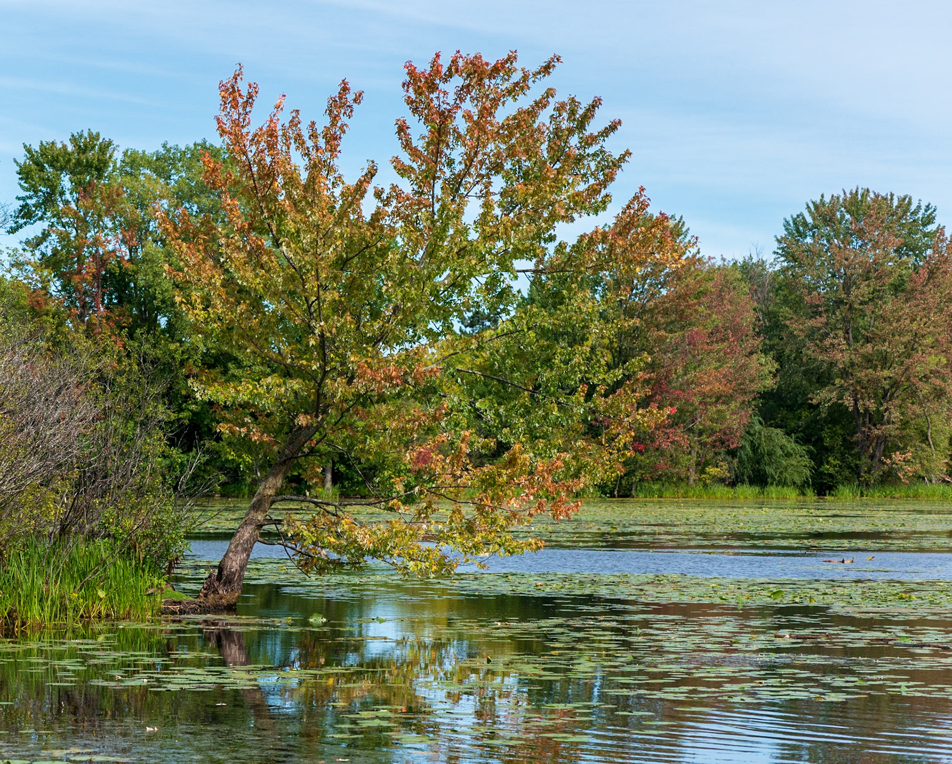 I enjoy this photo, although admittedly it would be much better had there been more visual separation between the leaning tree and the background.