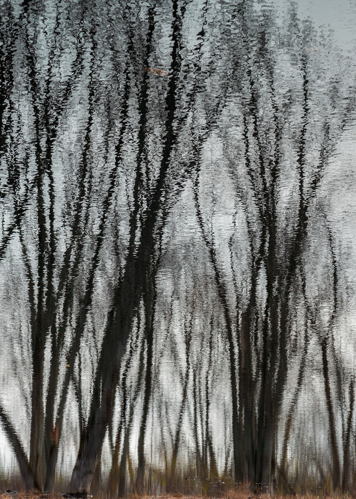 I took many reflection shots on the outing. In this case, I inverted the shot. I wanted it to appear both familiar and abstract.