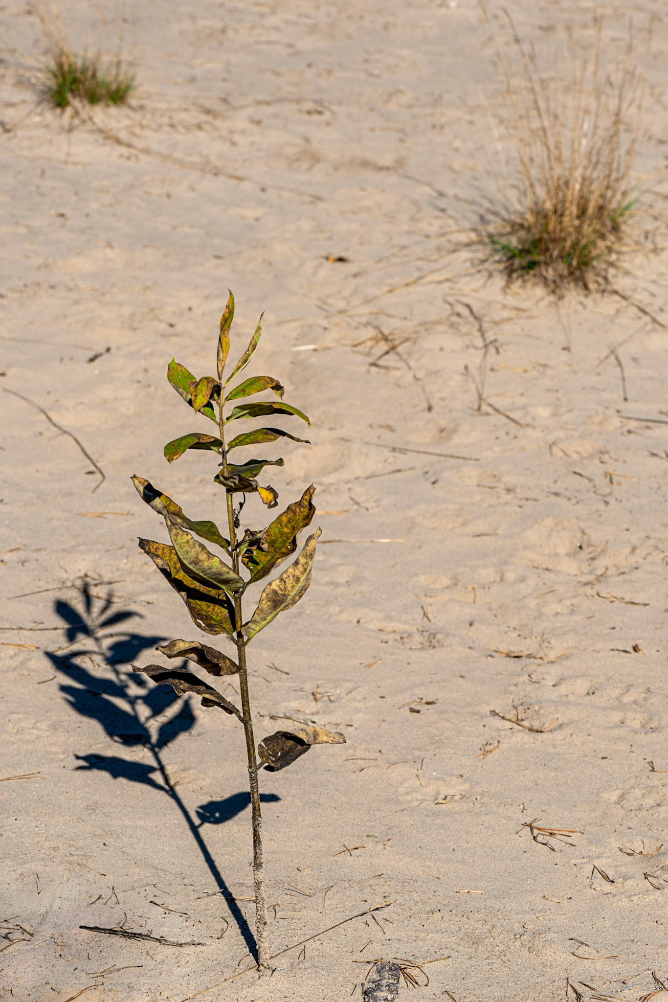 Plants growing in the sand dunes. I chose the foreground plant for its shadow and the strong texturing of its leaves.