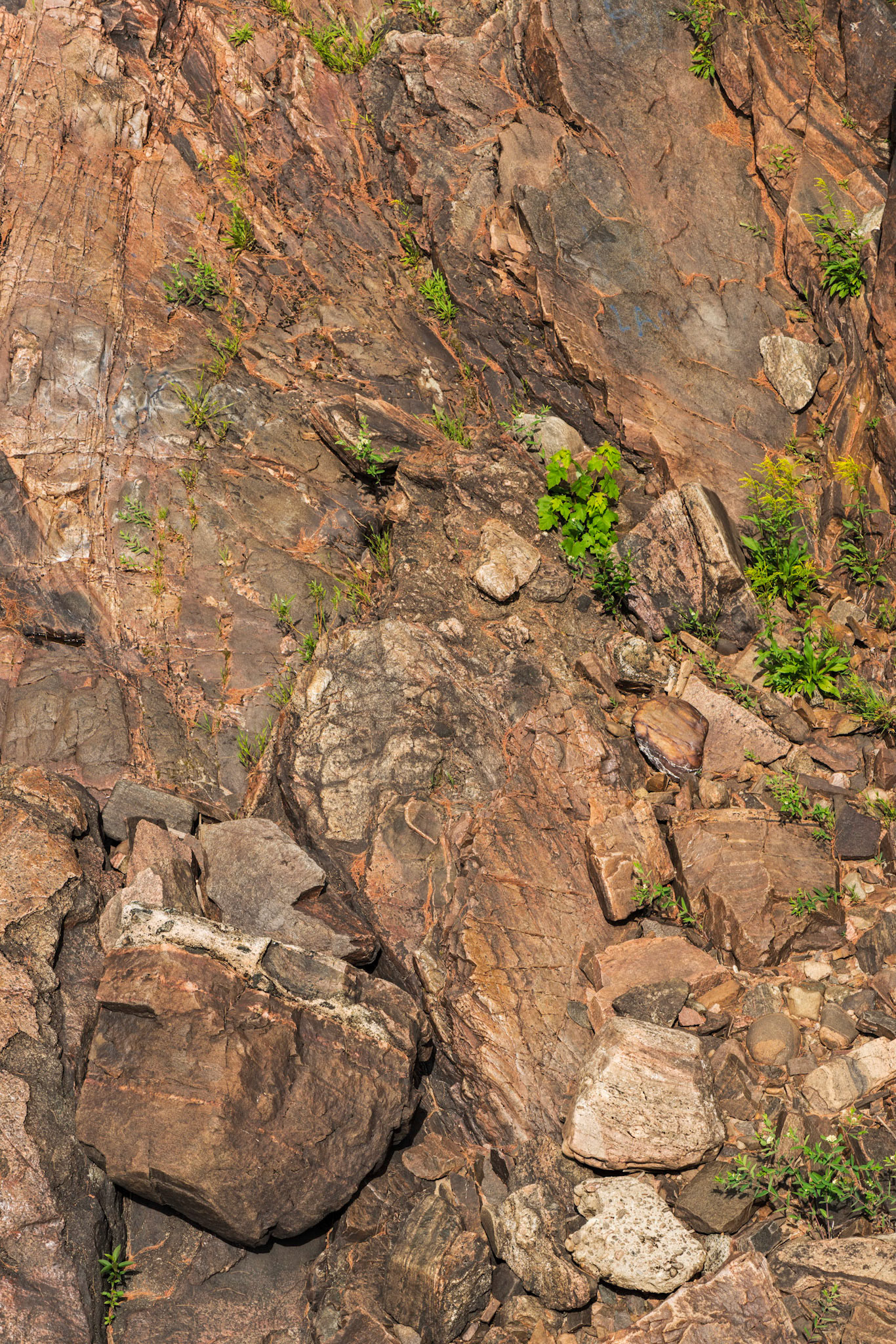 Plants struggle for survival on the rust-coloured rock face of the side of the gorge.
