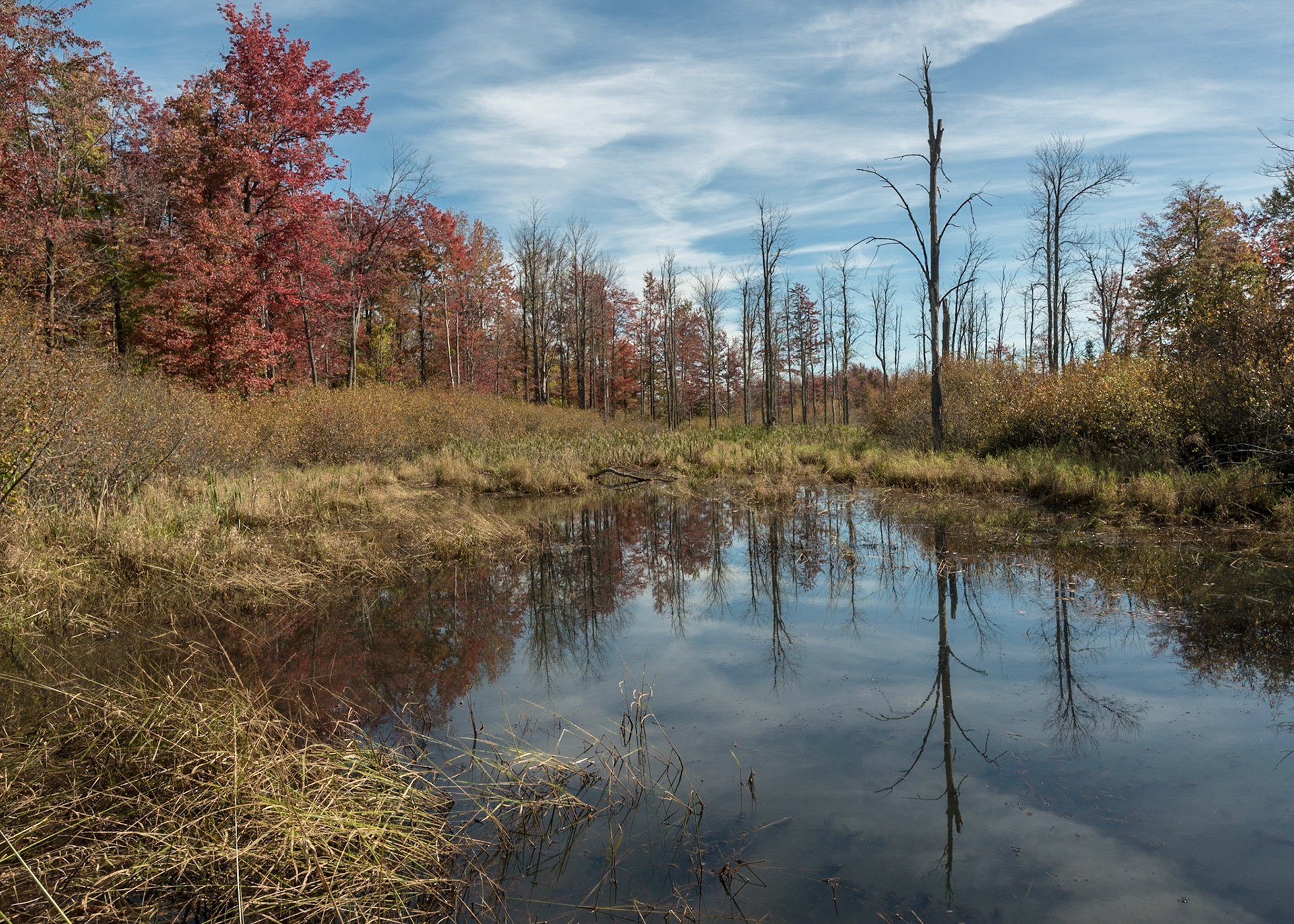 The bare tree and its reflection are the main subject here, although the clouds in the sky are also interesting and somewhat tree-like in shape.