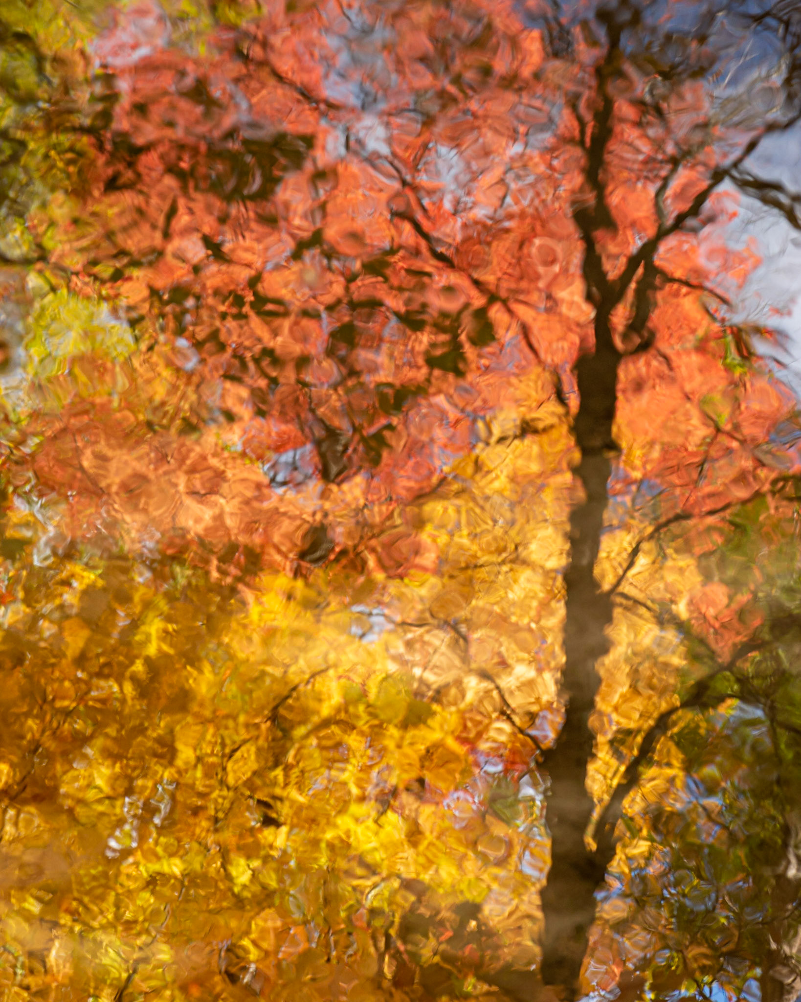 I found abstract compositions in the water of the brook. We can recognize what this is, but the distortion of the water gives it a different feeling.