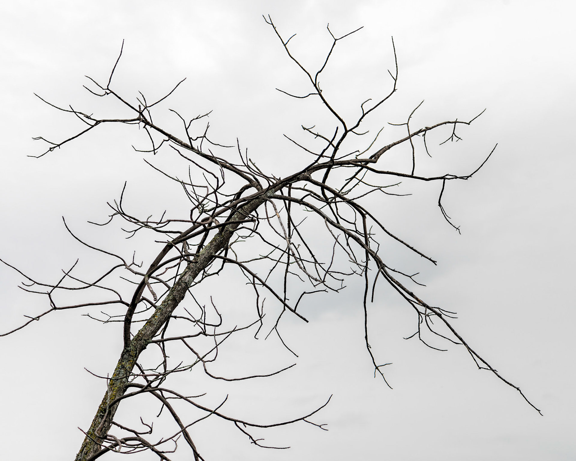 Knowing that the sky was overcast and featureless, I felt sure that this dead tree could make for a very graphic composition. I rotated the shot so that the tree leans to the right and gives it additional power.