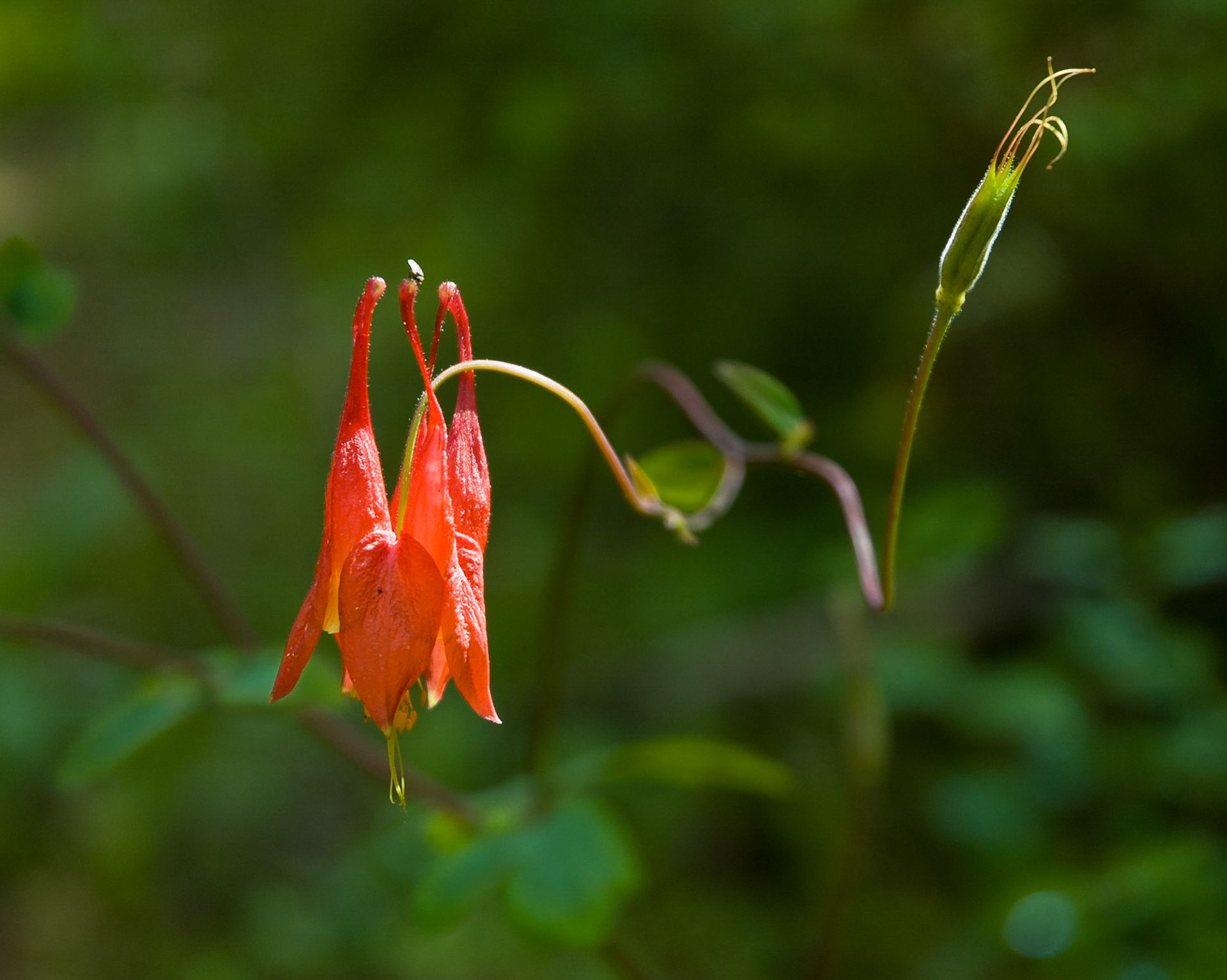 Burnt Lands (near Almonte, Ontario); RA Photo Club Outing; June 2007