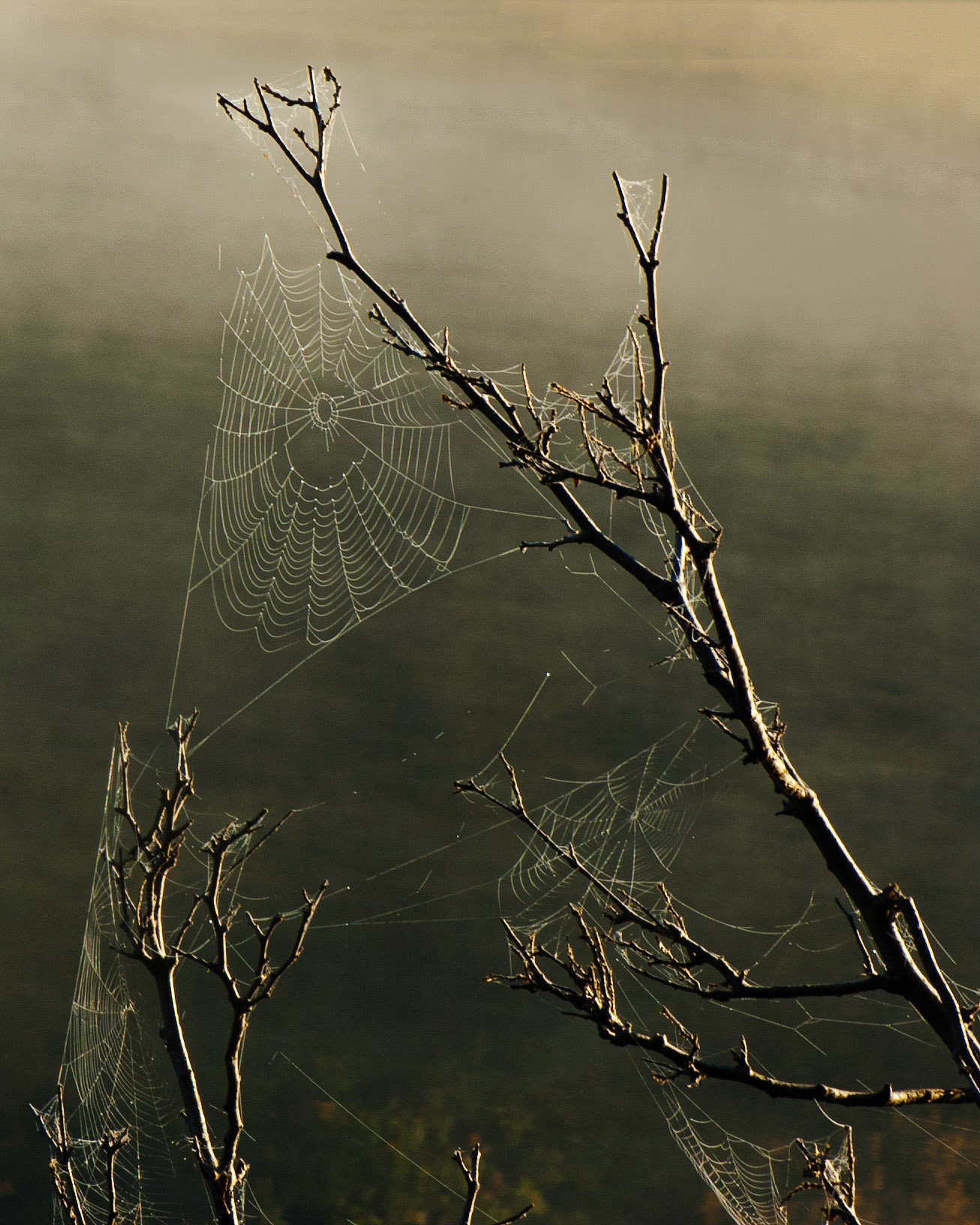 Foret La Blanche, Quebec; RA Photo Club Fall Challenge; October 2011
