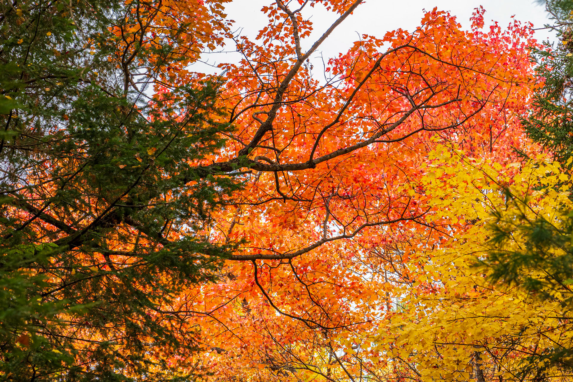 The forest was an explosion of colour wherever you looked, including overhead. Here, I’ve got the dominant red leaves on a diagonal with some backlighting to give them some extra glow.