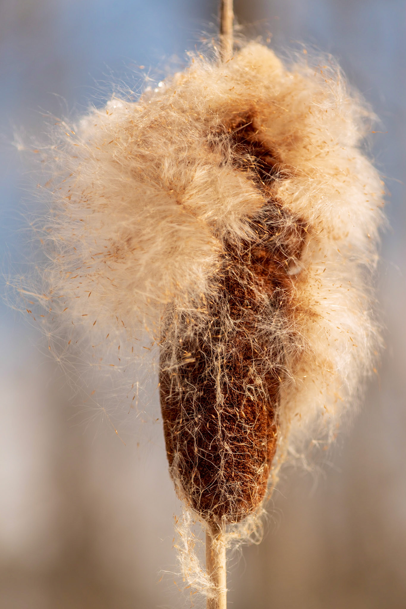 Fortunately there wasn't much wind while I worked on getting this shot, so I could concentrate on the framing and minimizing distractions in the background.