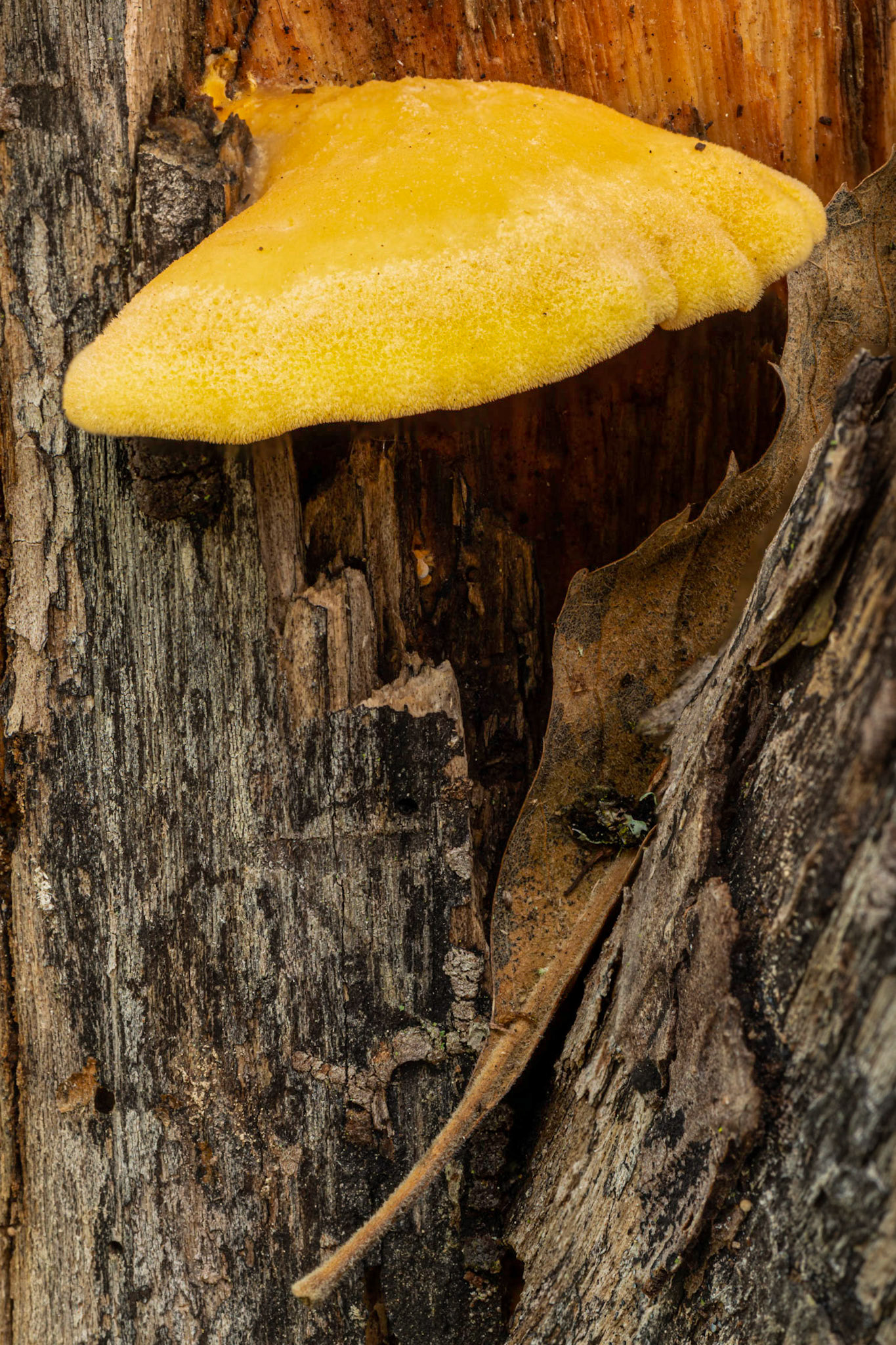 Mushrooms and tree fungi are a favourite subject. This specimen was at chest height.