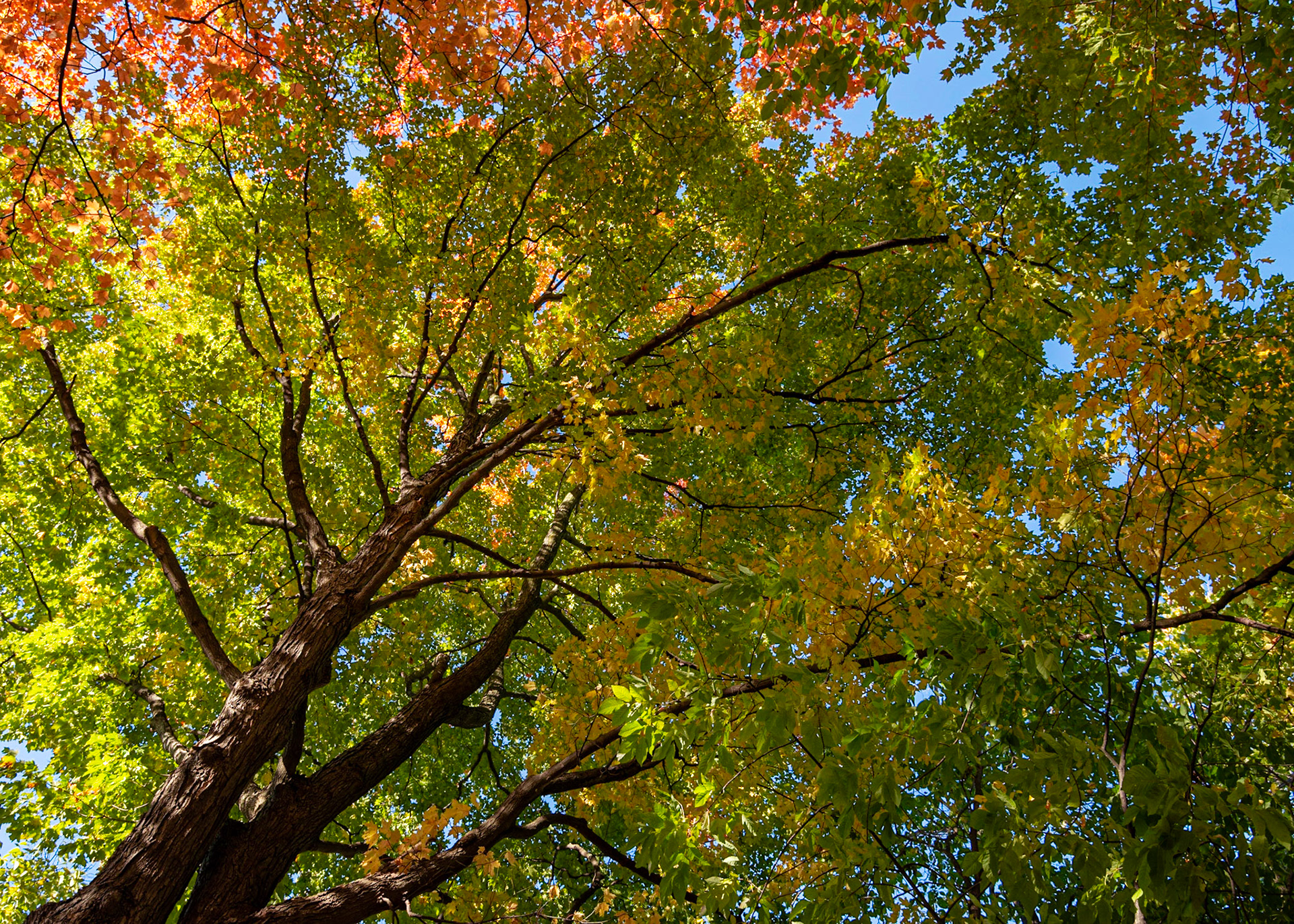 As we were leaving I noticed how the evening light had beautifully lit the tree canopy and took this shot.