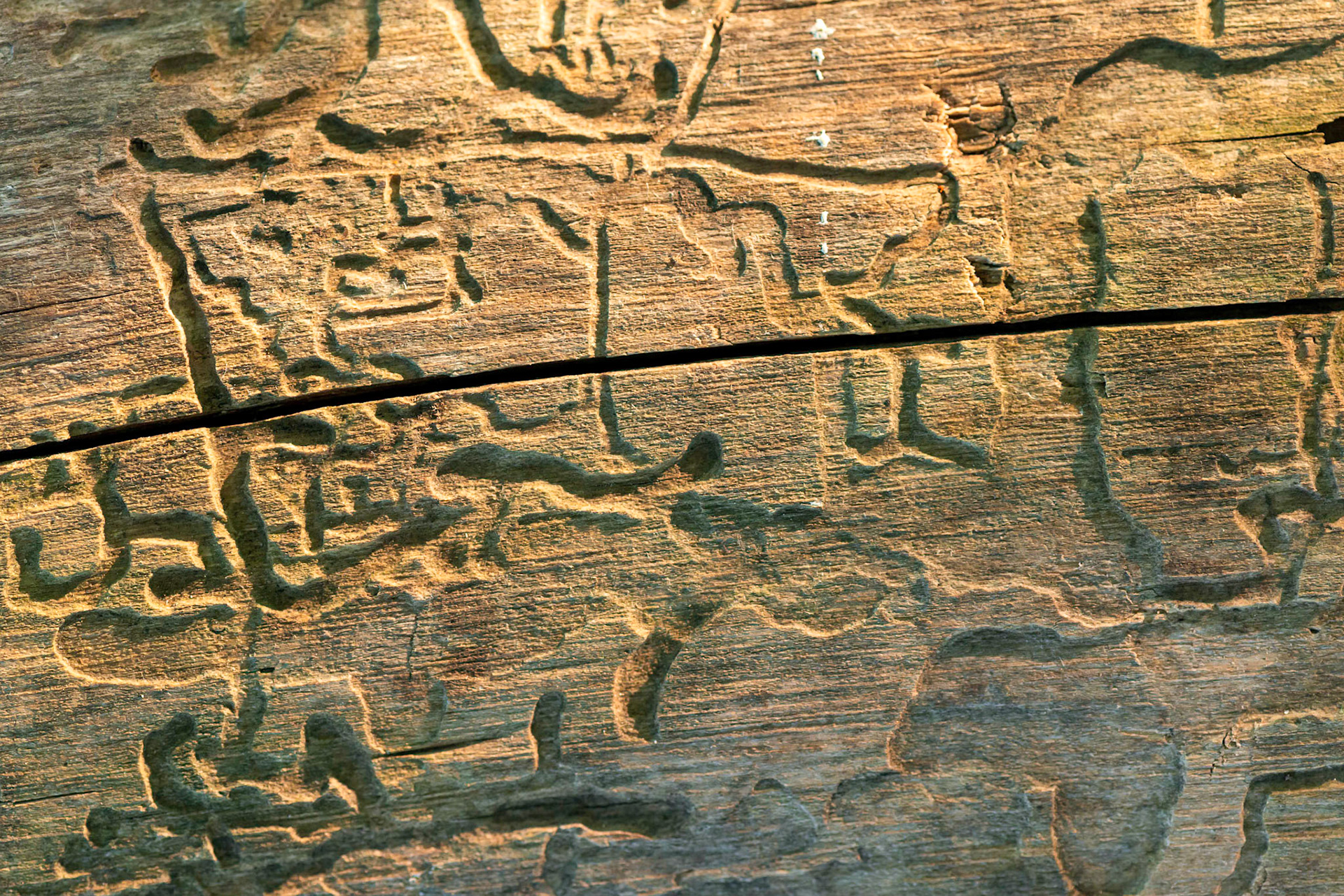 Many of the cut logs had evidence of the insect infestation that had afflicted the living tree. This insect damage yields interesting abstract patterns.