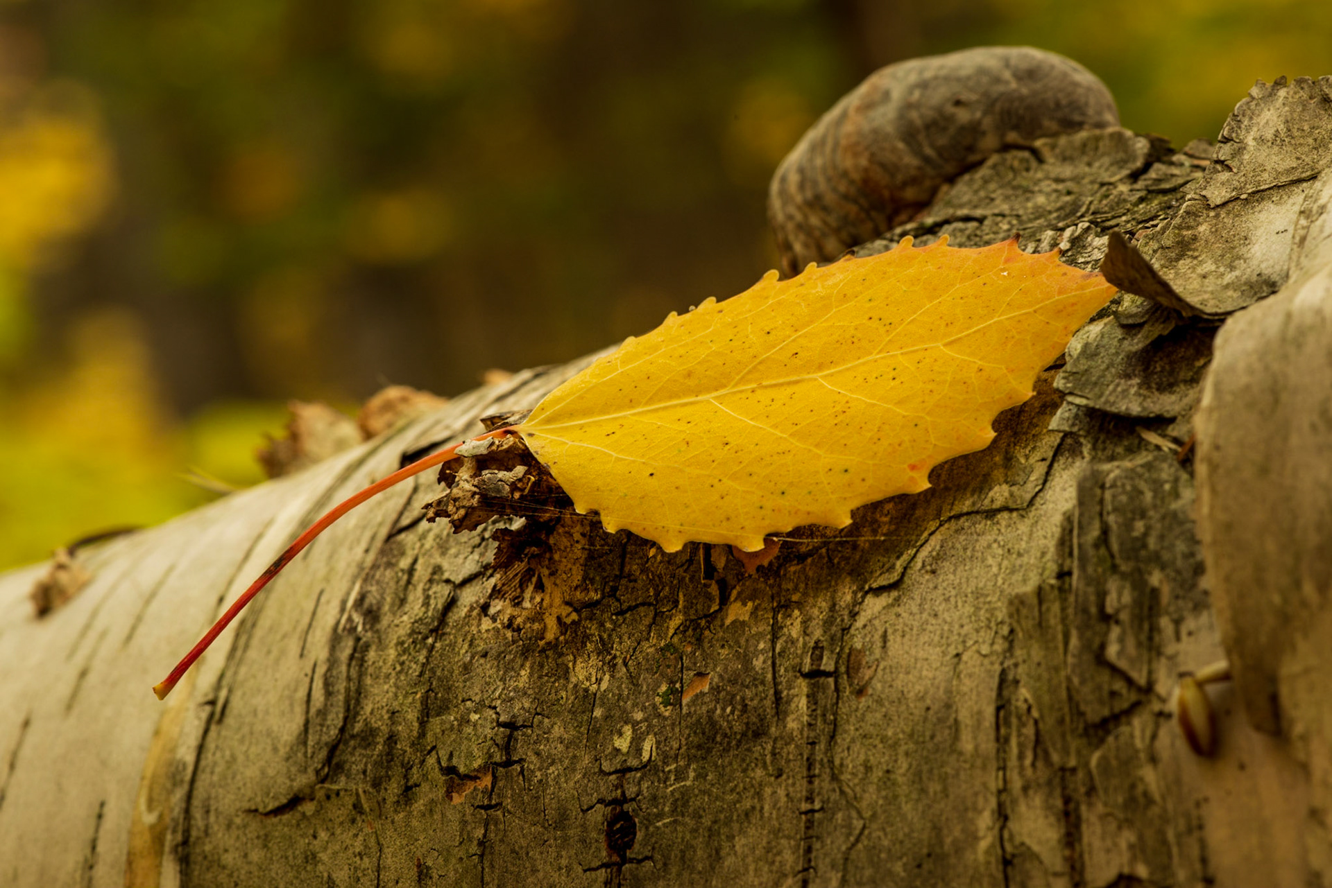 I came back to get this shot before we left for the day because another photographer was working the area when I was there earlier. Perhaps we took the same photograph, perhaps not.