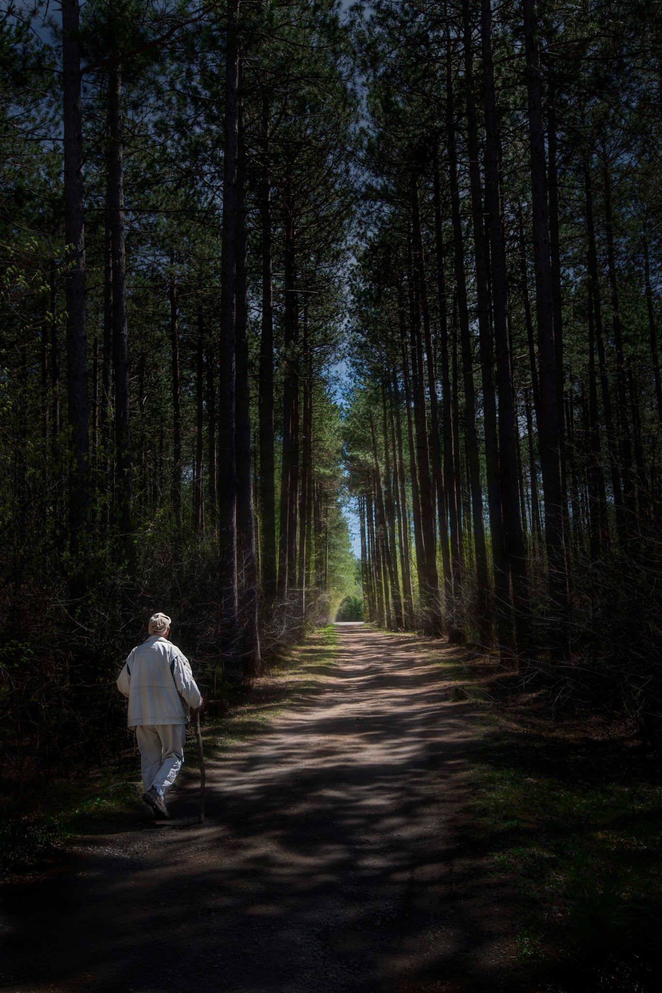 Limerick Forest (near Oxford Station, Ontario); May 2013